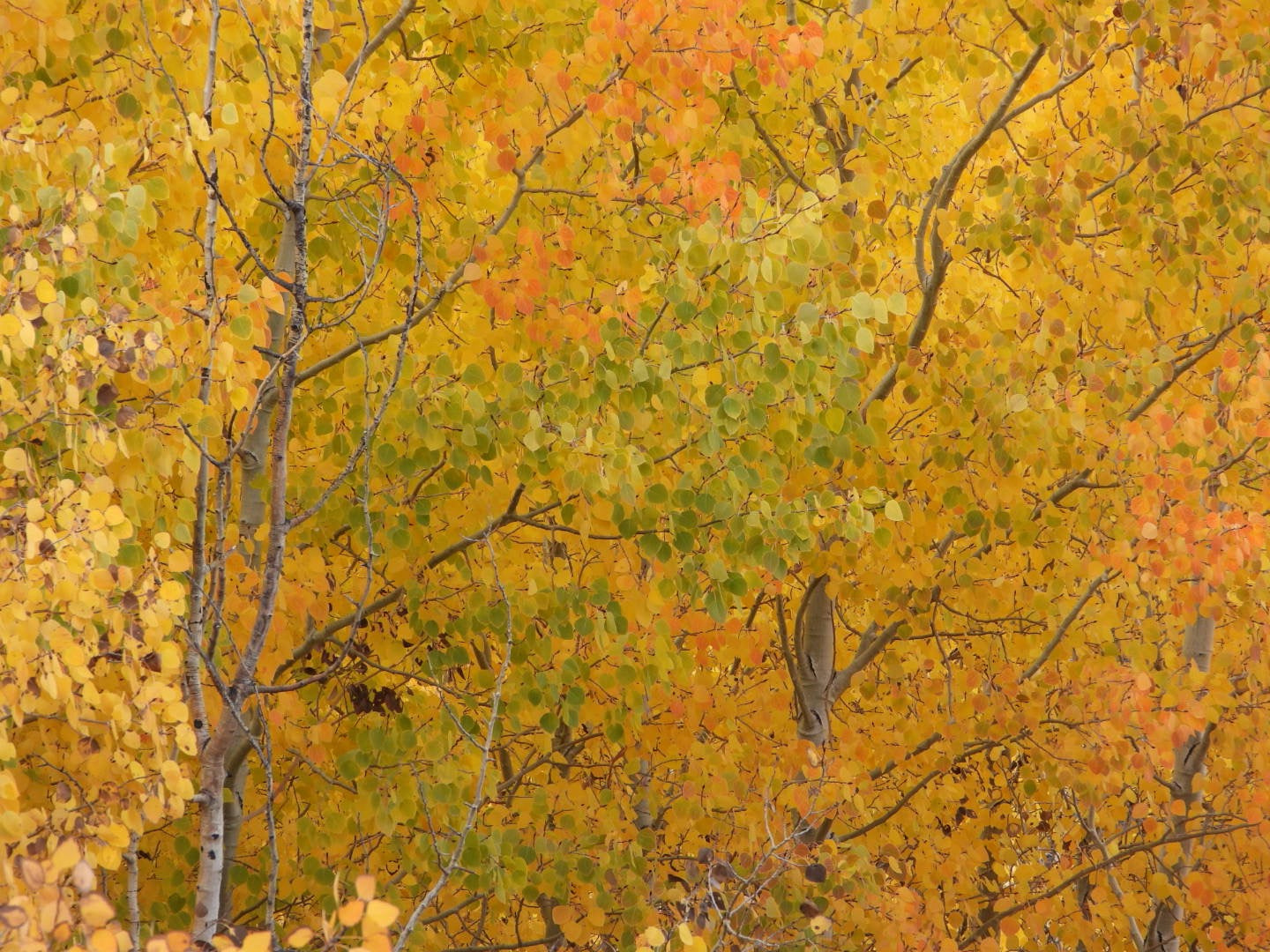 Fall quaking aspens