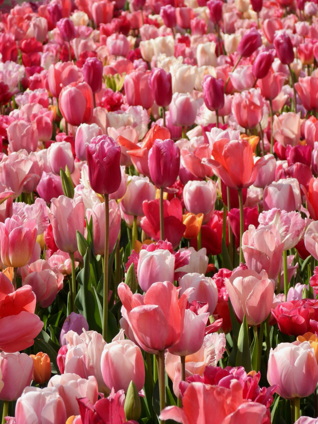 Pink tulip medley