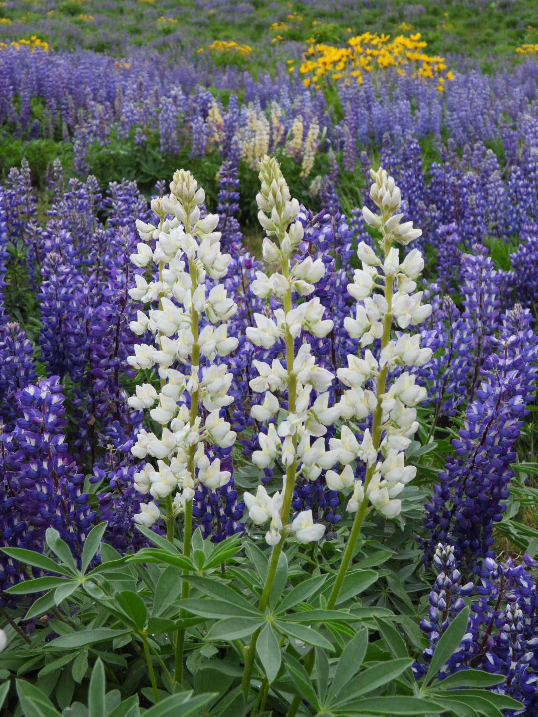 Lupine 5
