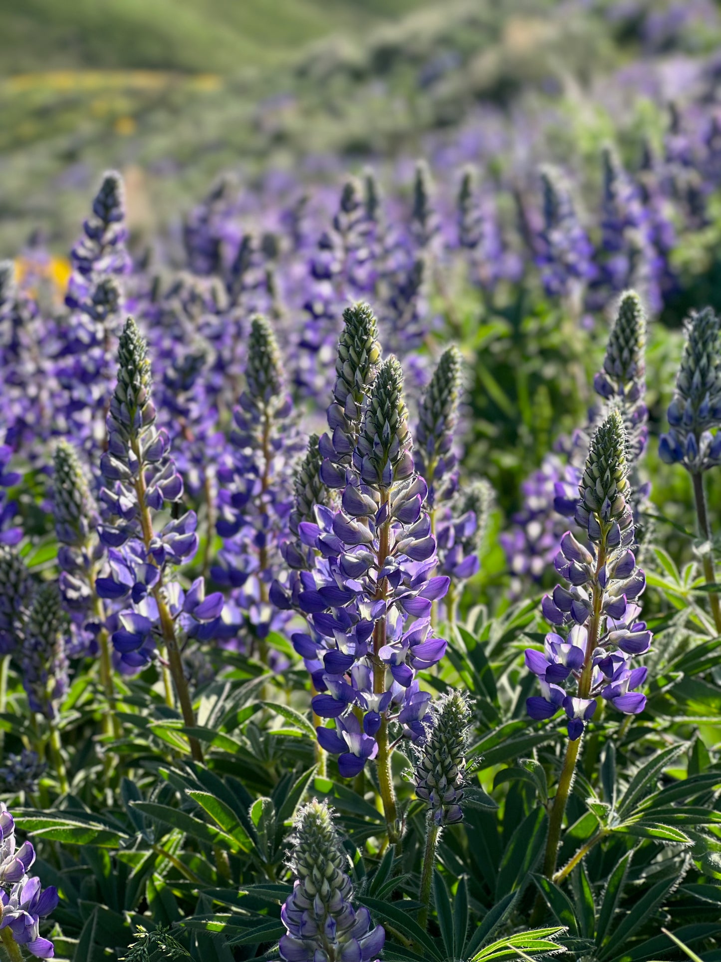 Lupine 4
