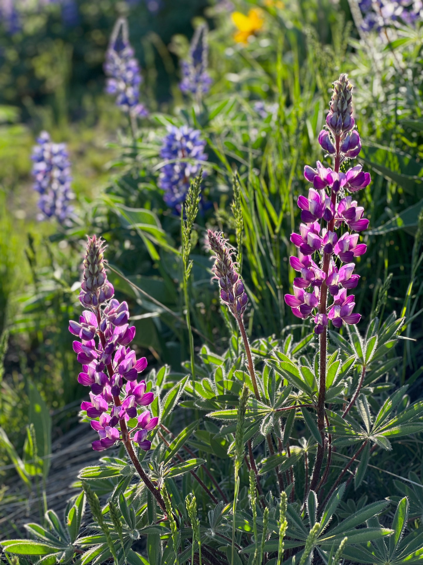 Lupine 3