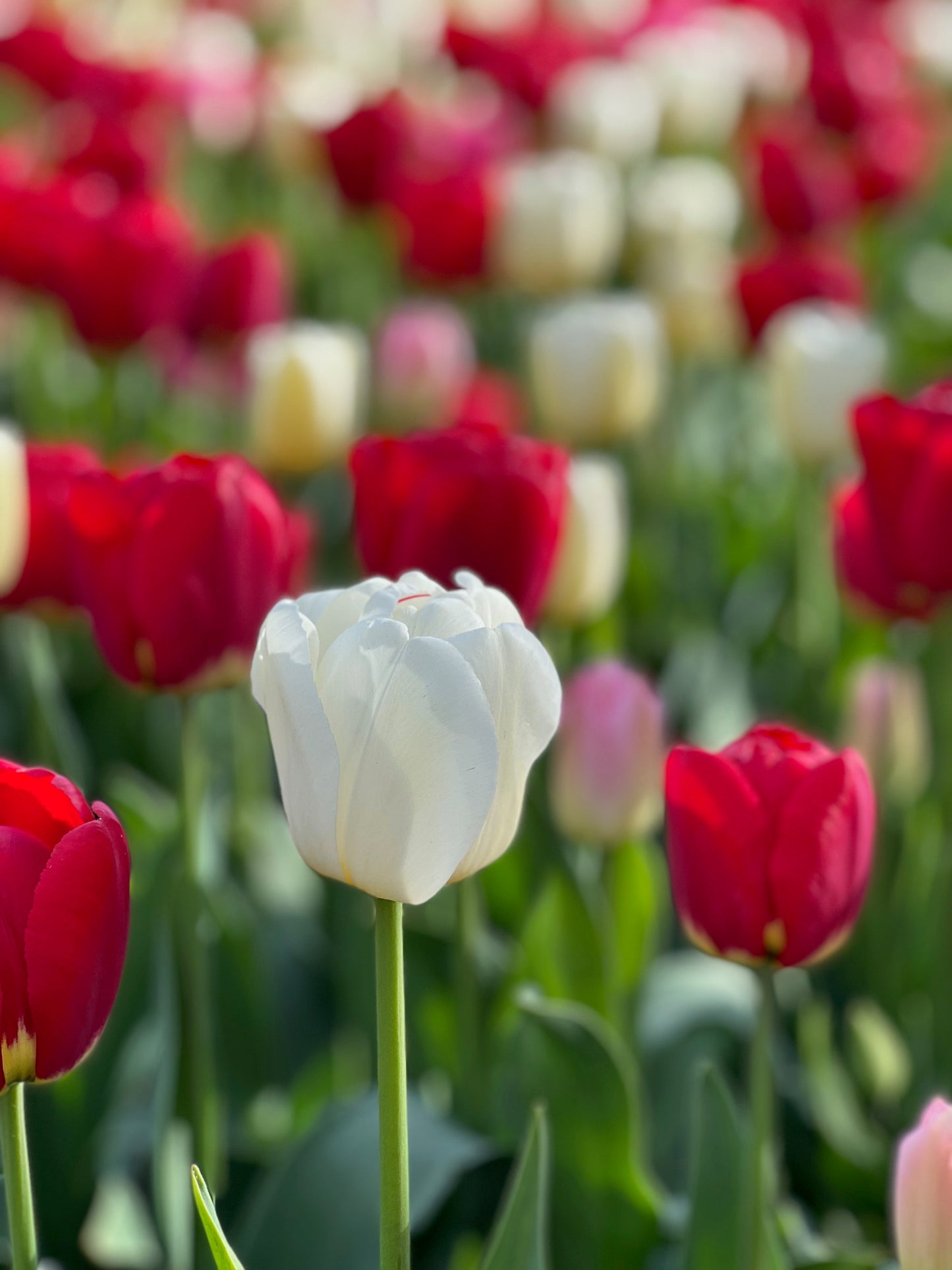 Misc Card Flower Collection