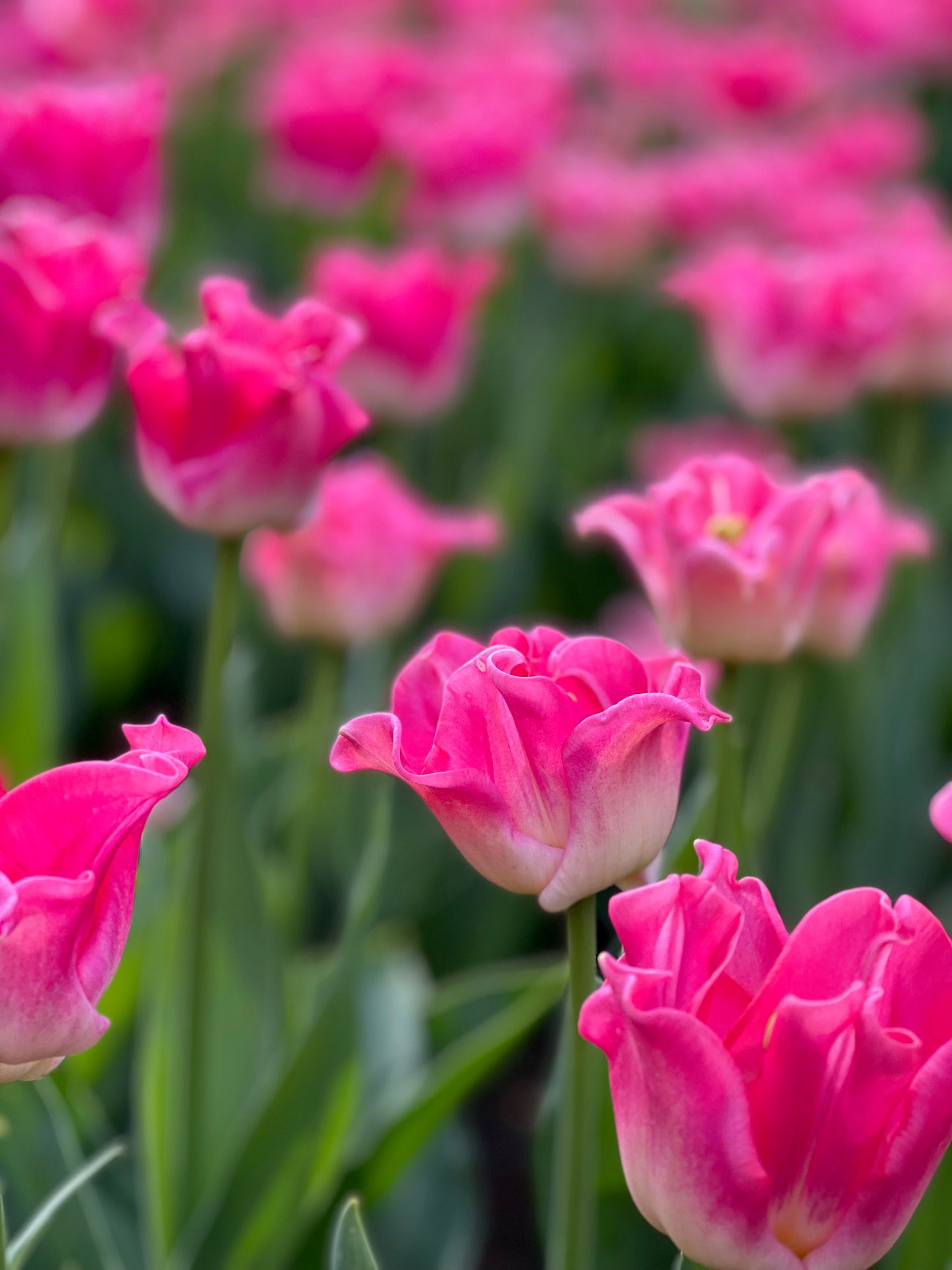 Bright pink tulip