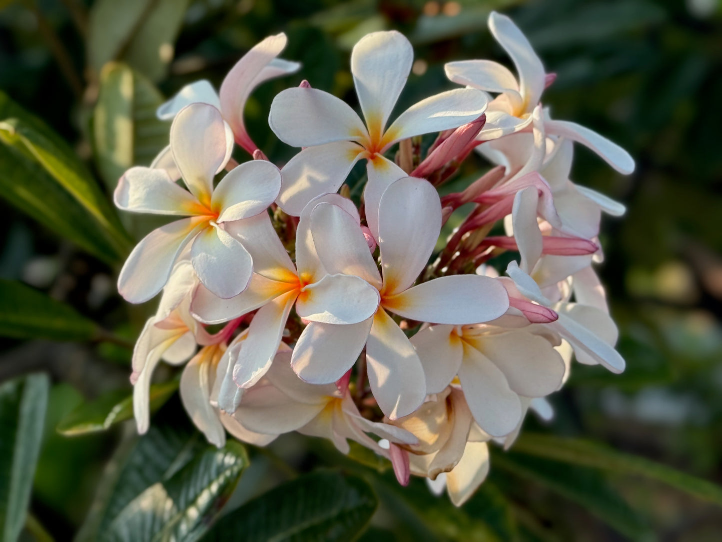 Plumeria