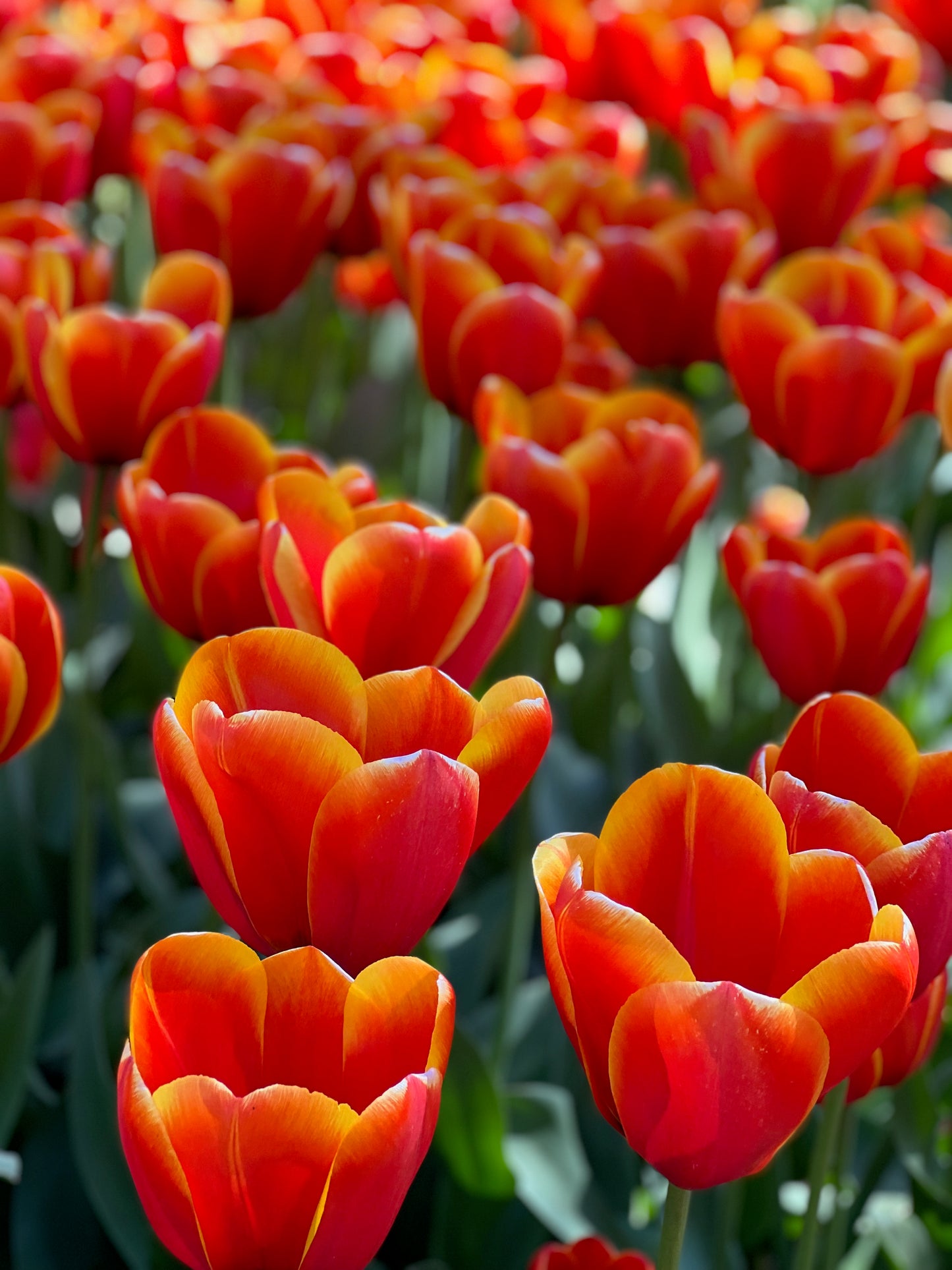 Red tulips with orange trim