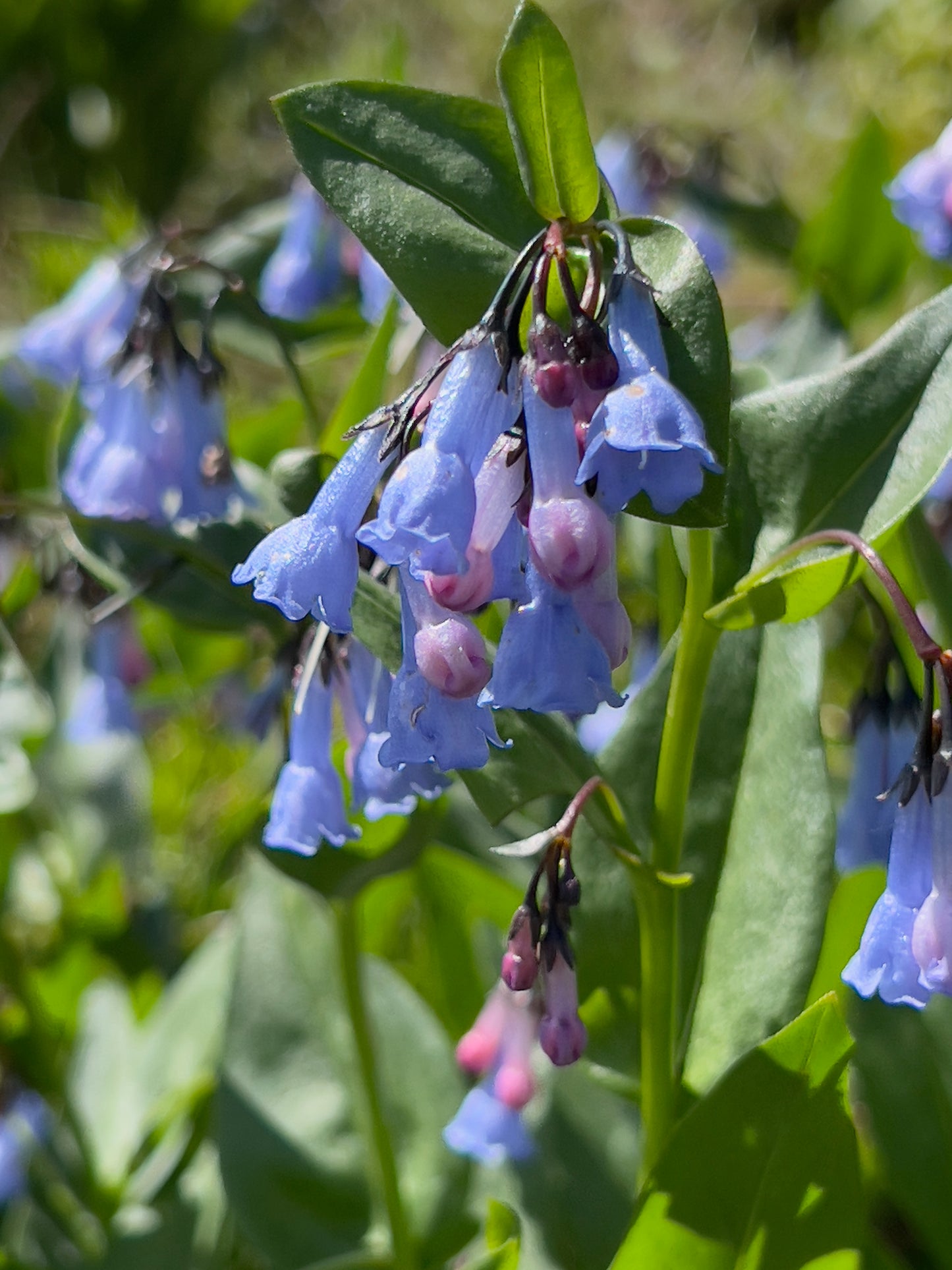 Mountain bluebells 5