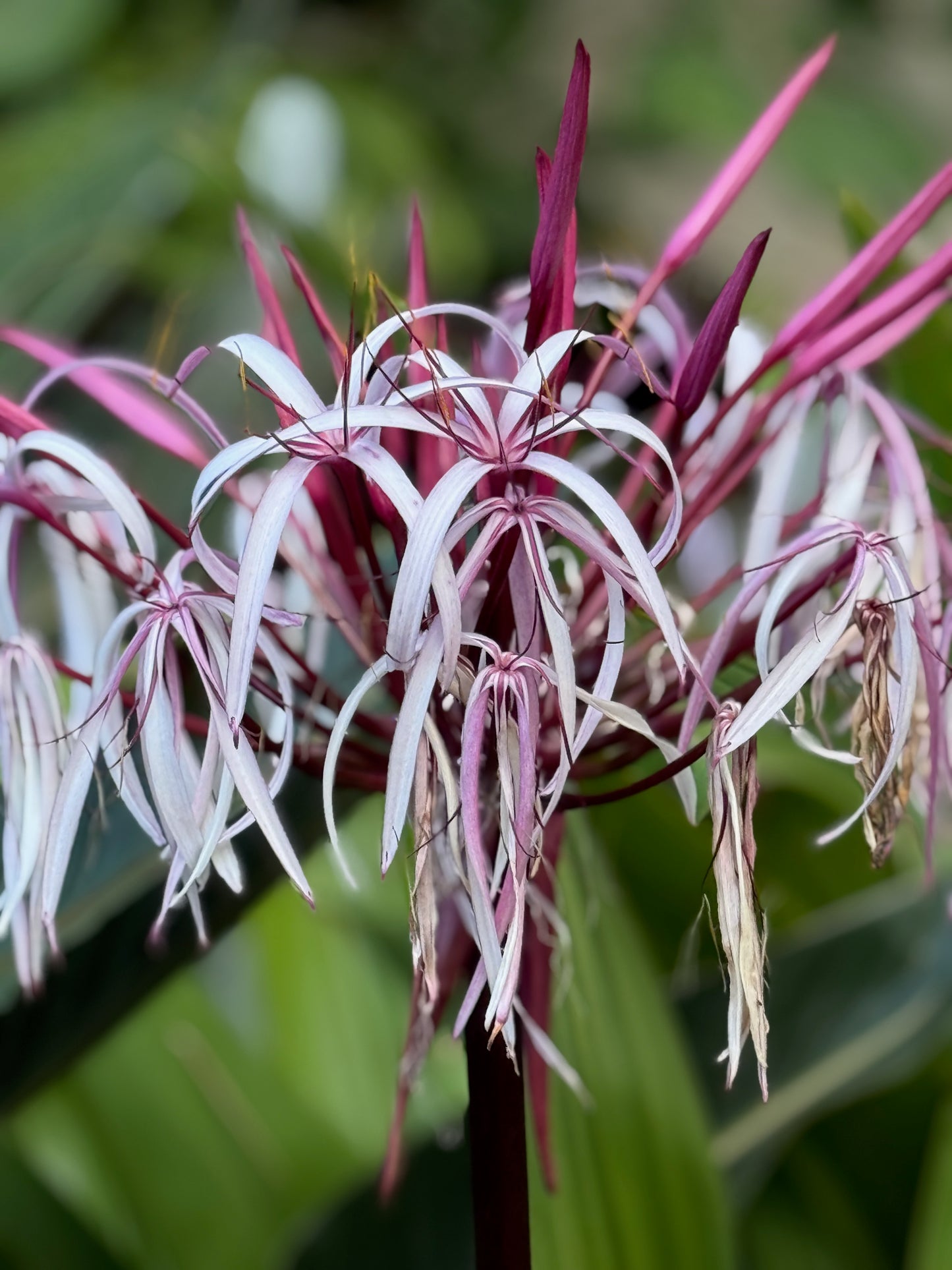 Spider lily 2