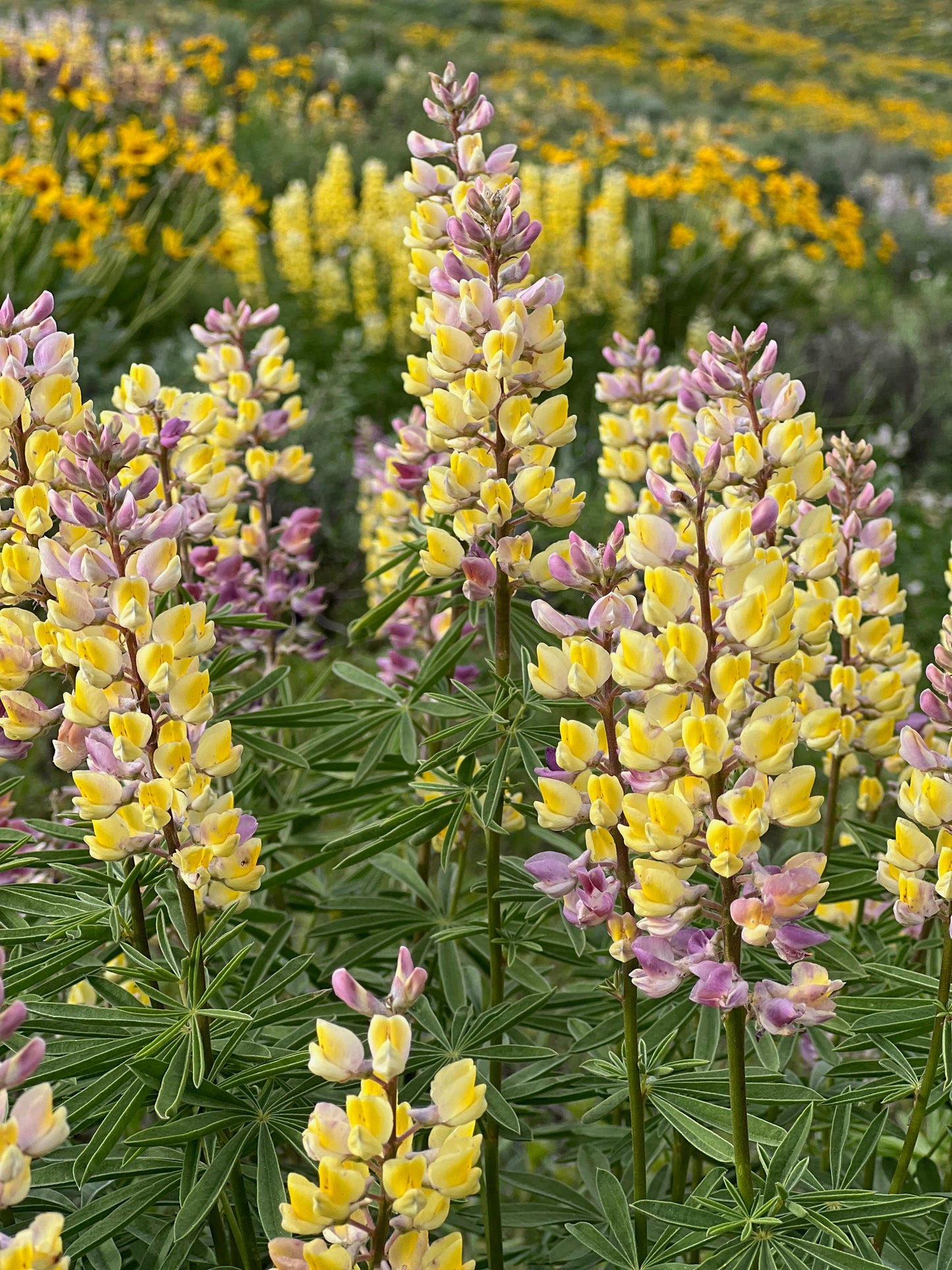 Lupine 13