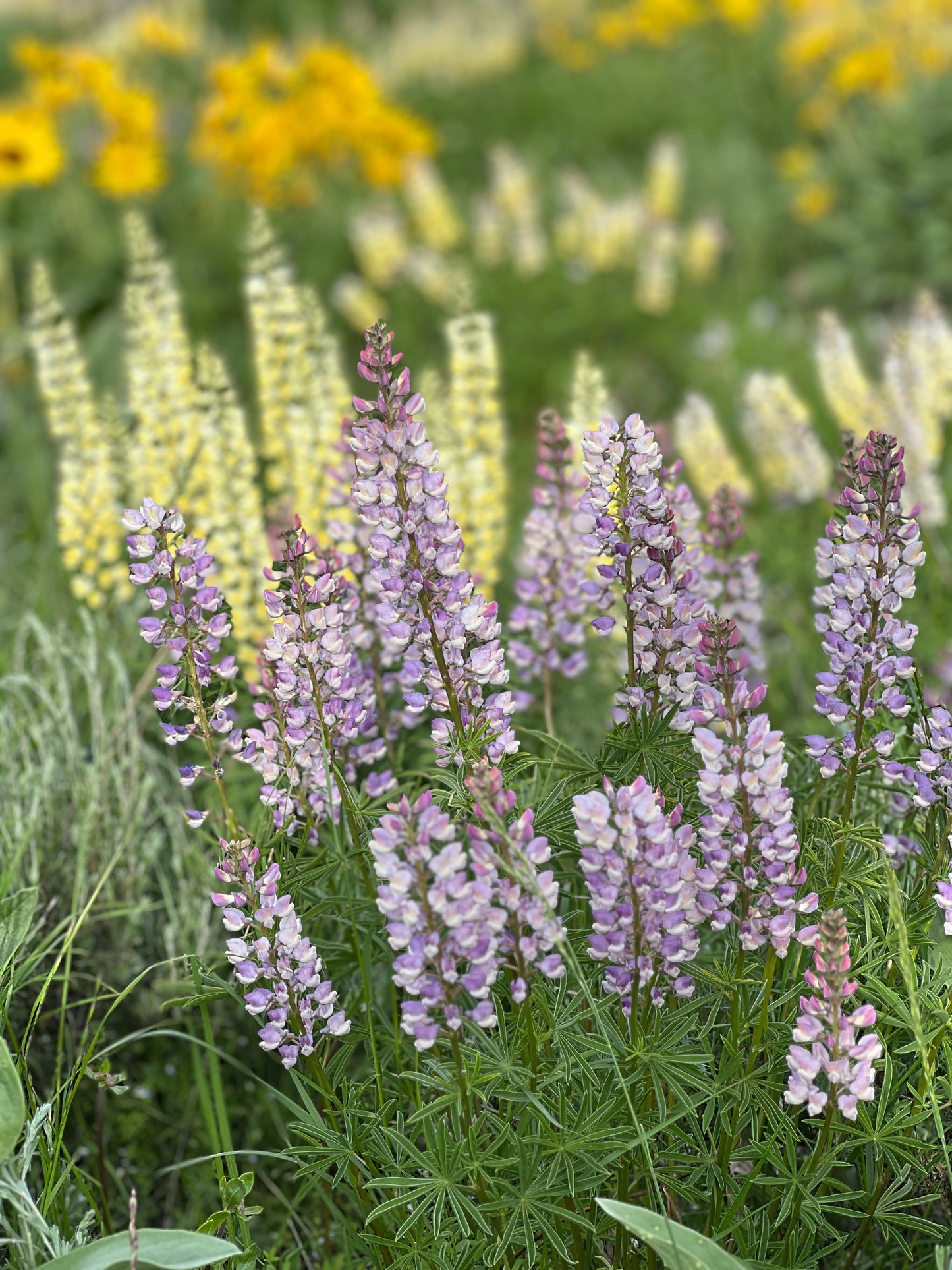 Lupine Field 4