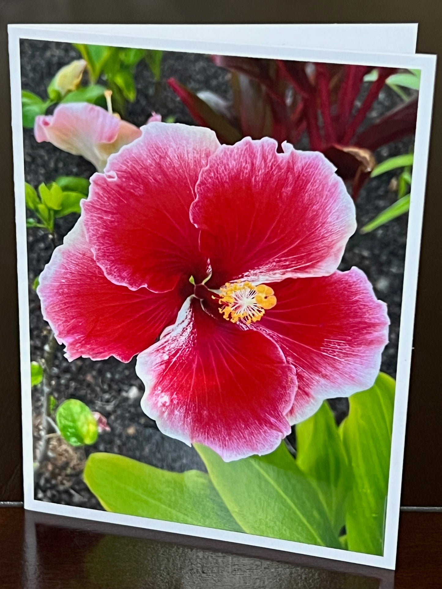 White tipped red hibiscus