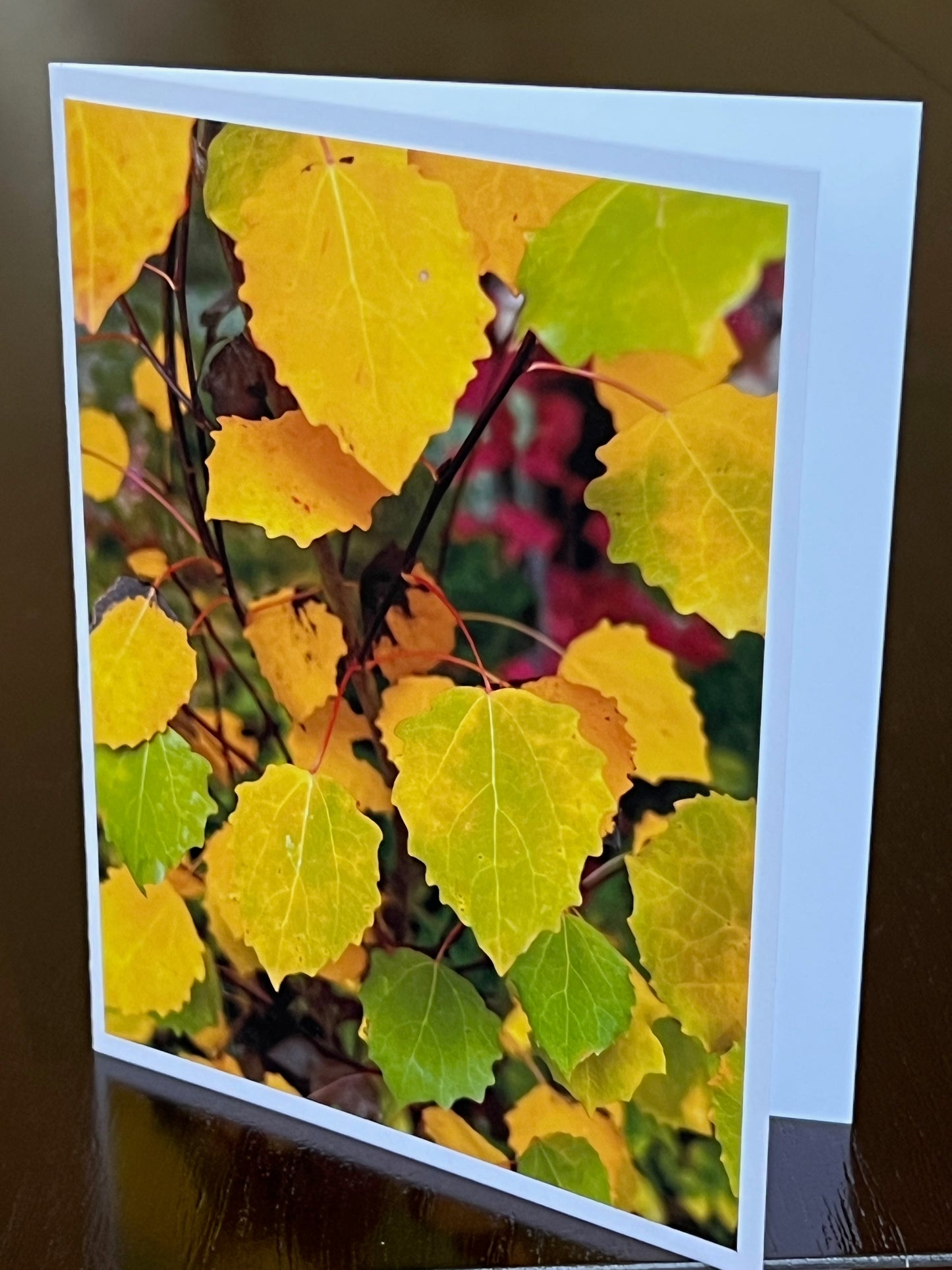 Swedish Aspen colors 2