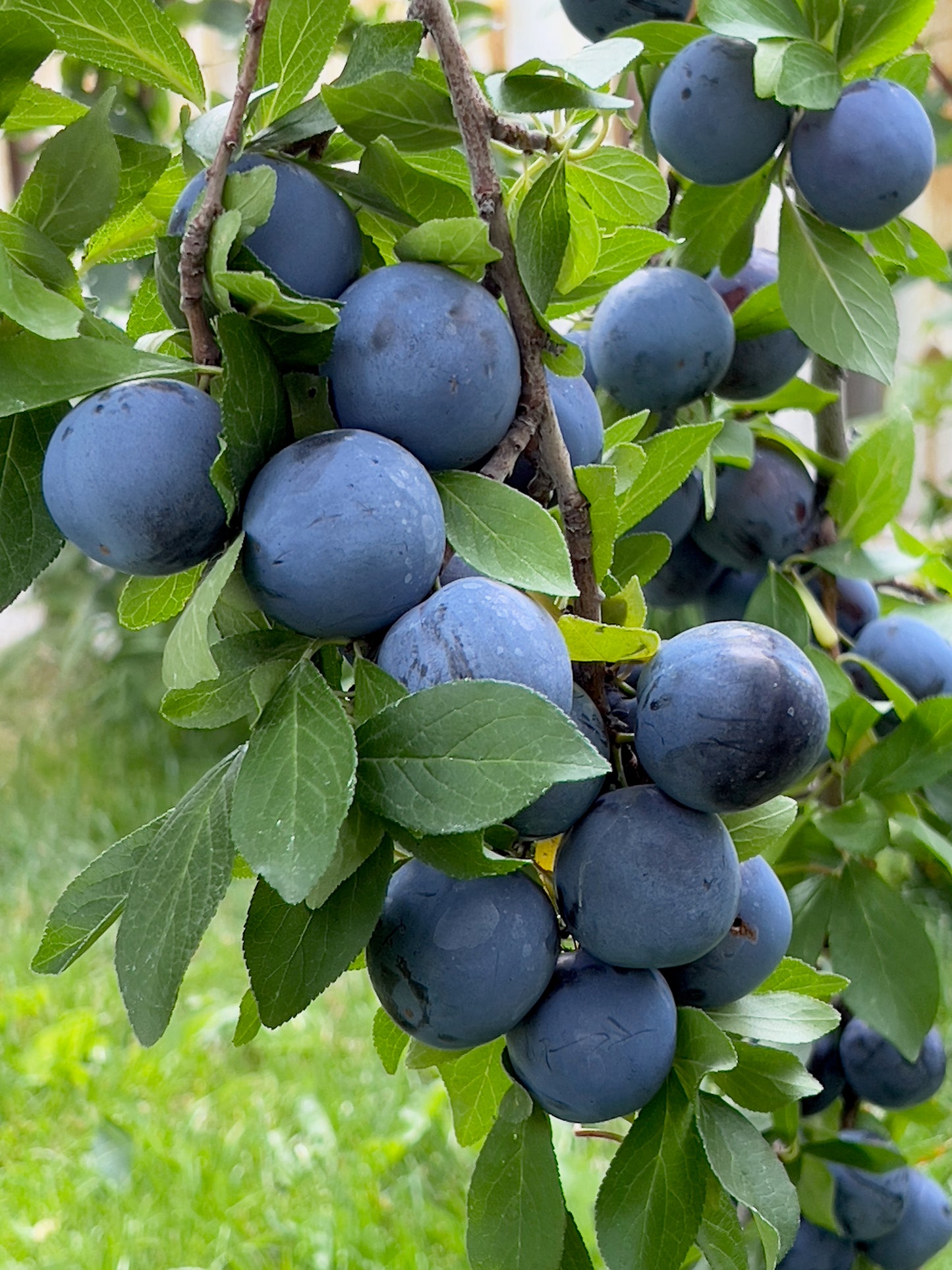 Plum tree