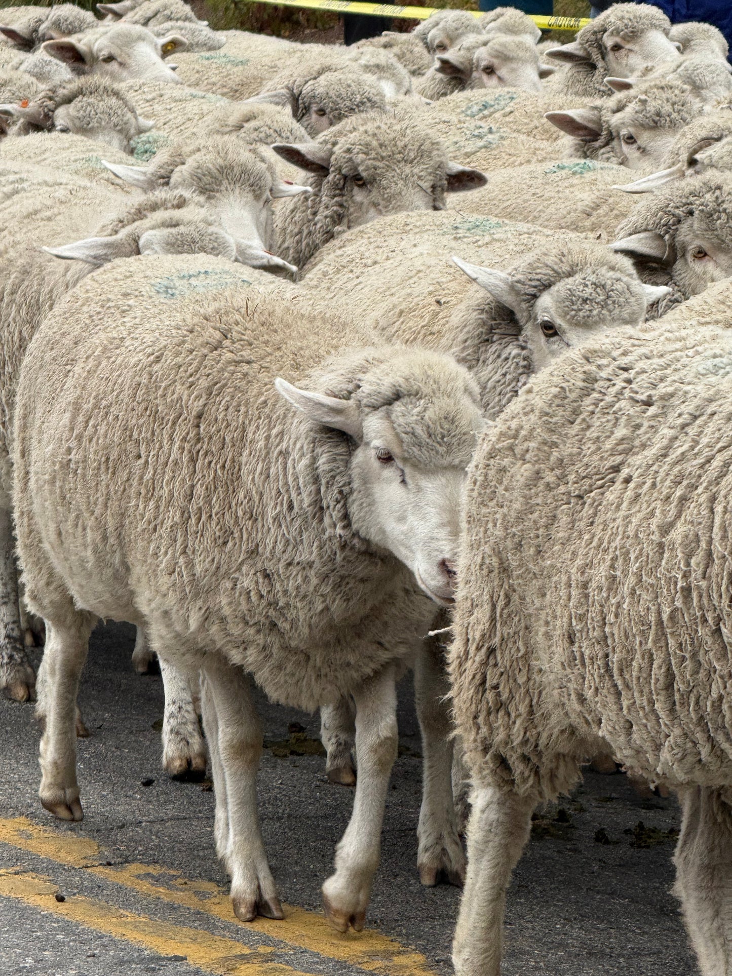 Trailing of the sheep