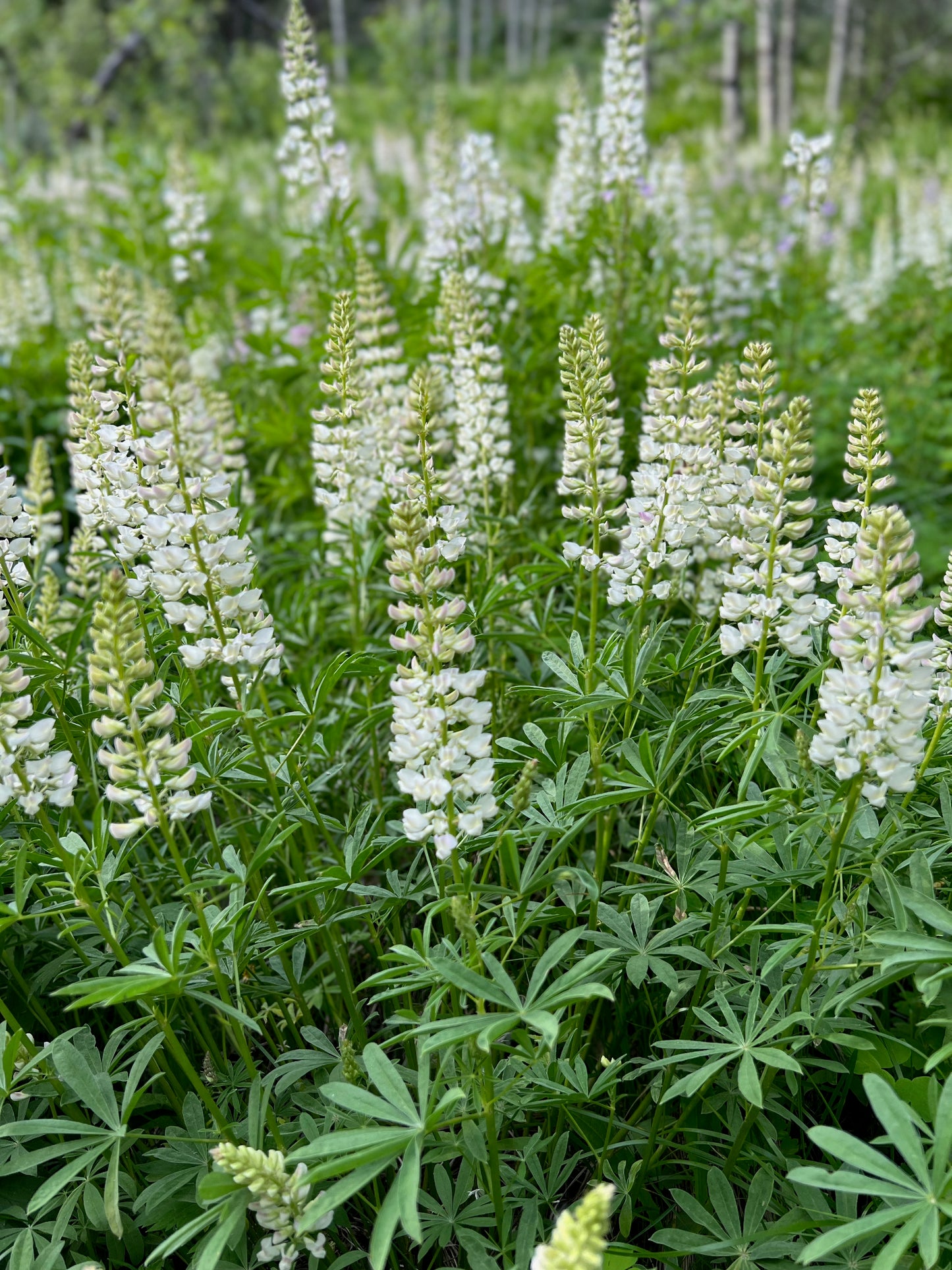 Lupine Field 3