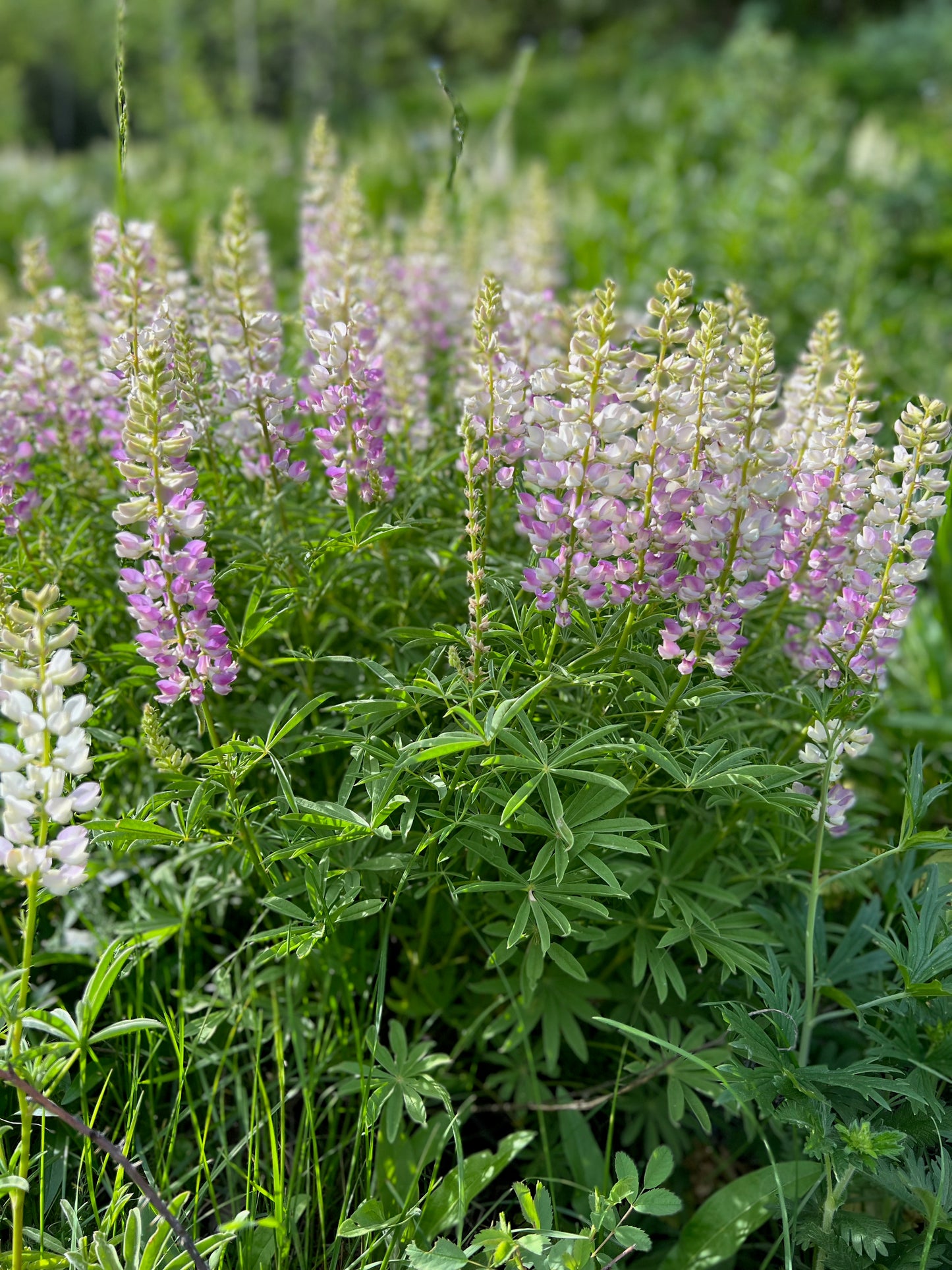 Lupine Field 2