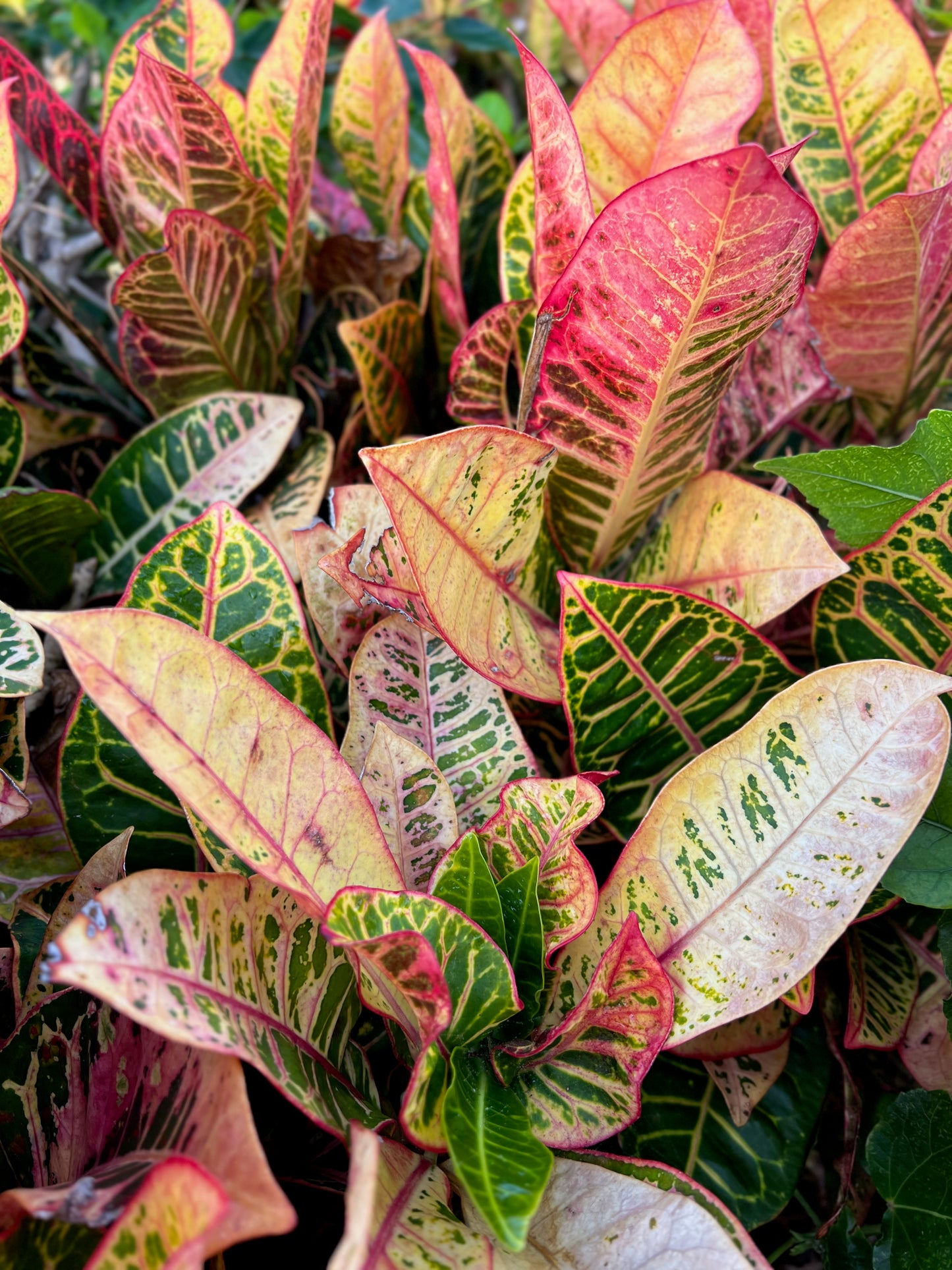 Codiaeum (variegated plant)