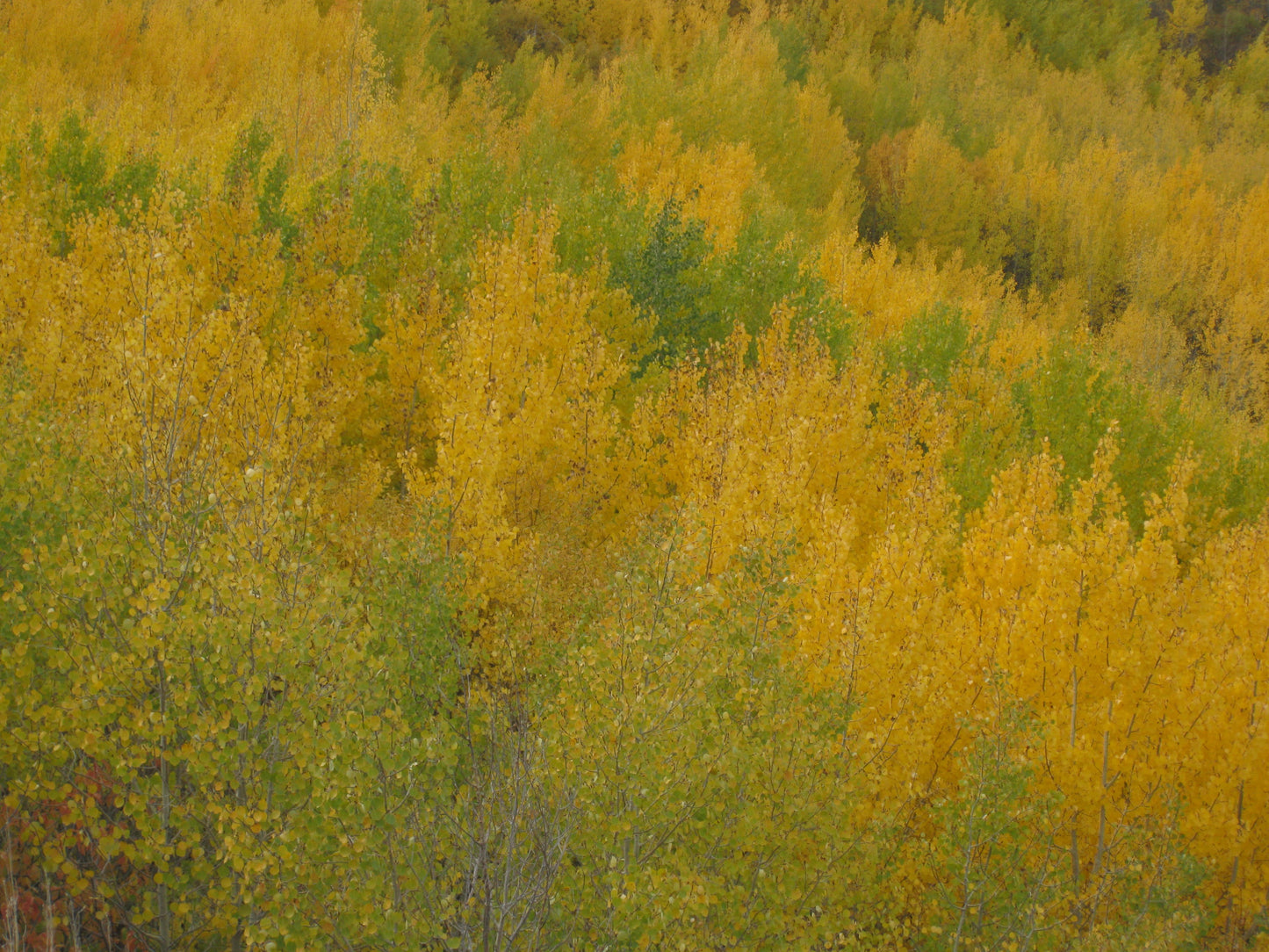 Hillside of green and yellow aspens 2