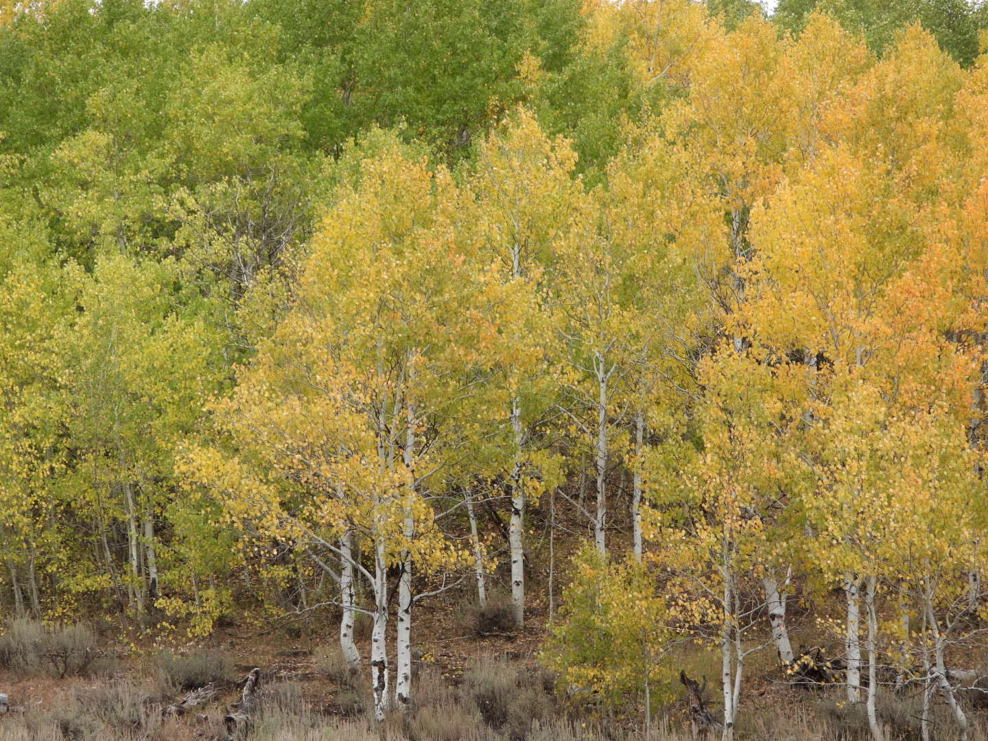 Hillside of green and yellow aspens