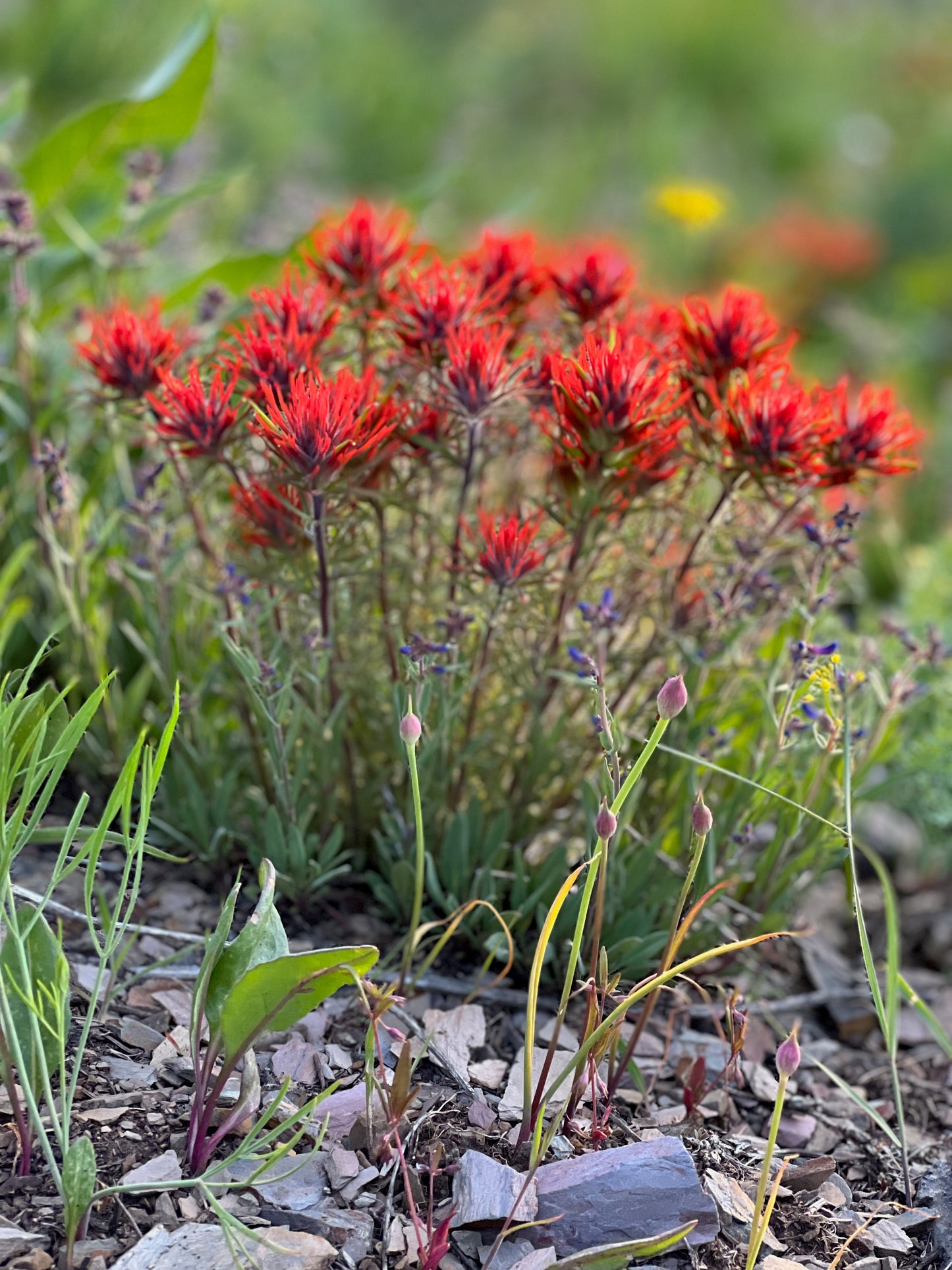 Paintbrush 4