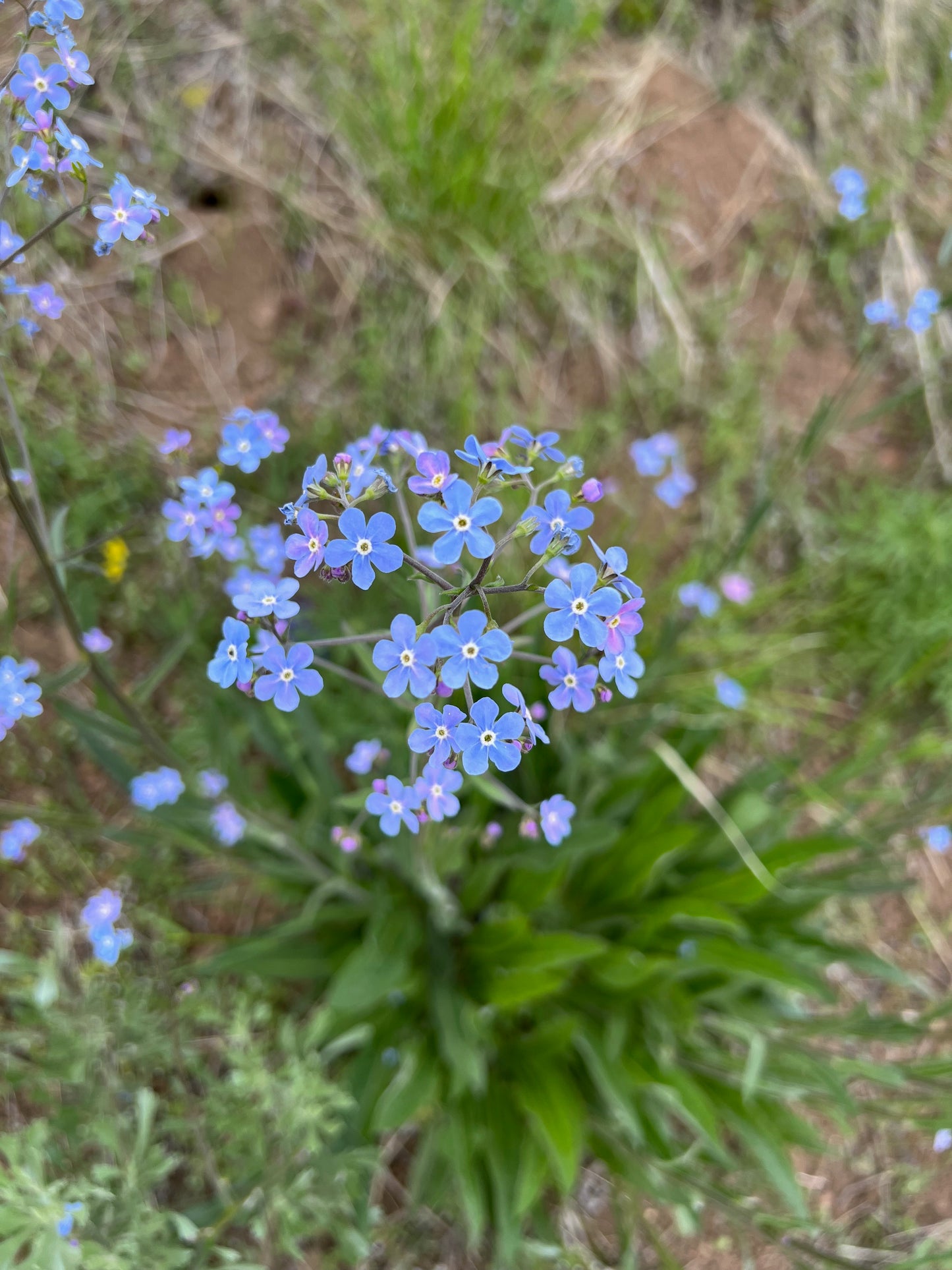 Forget me nots