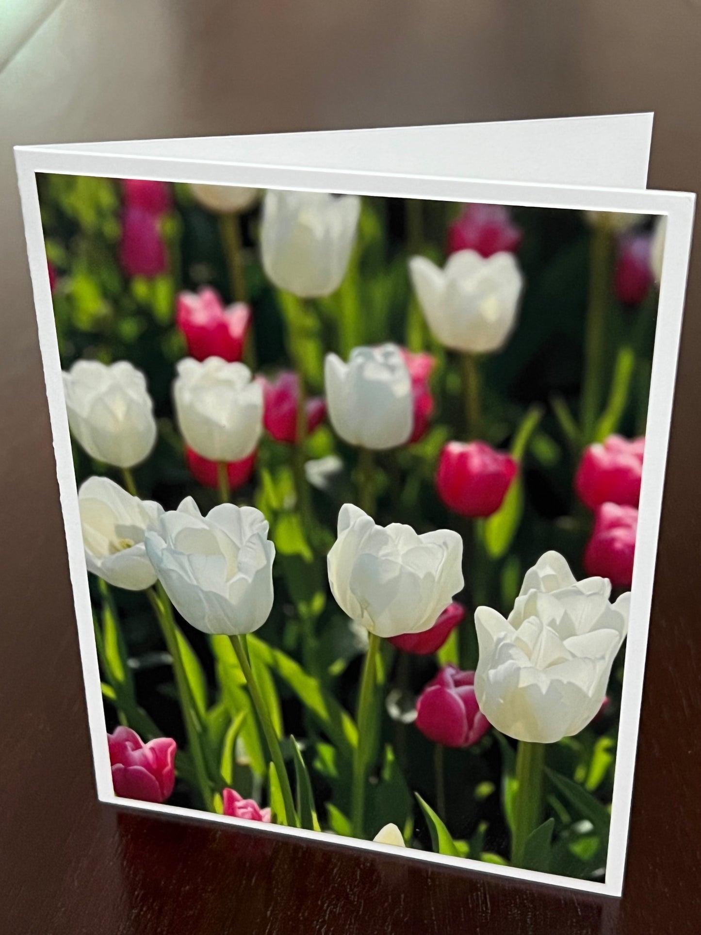 White and pink tulips