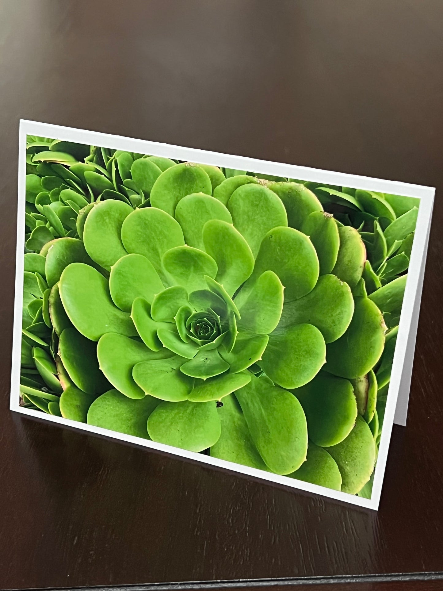 Santa Barbara succulent