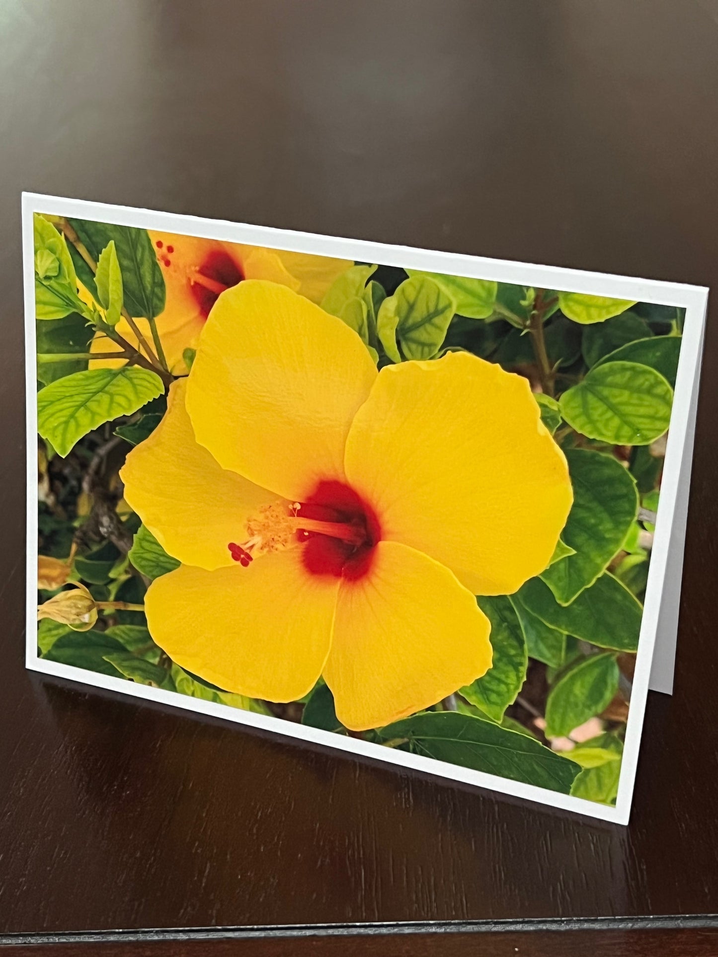 Yellow hibiscus