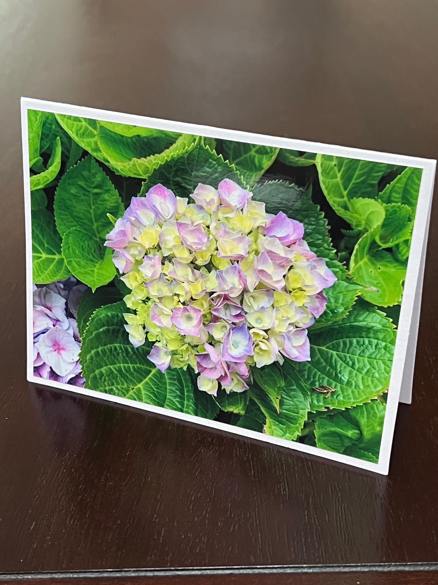 Pink and green hydrangea