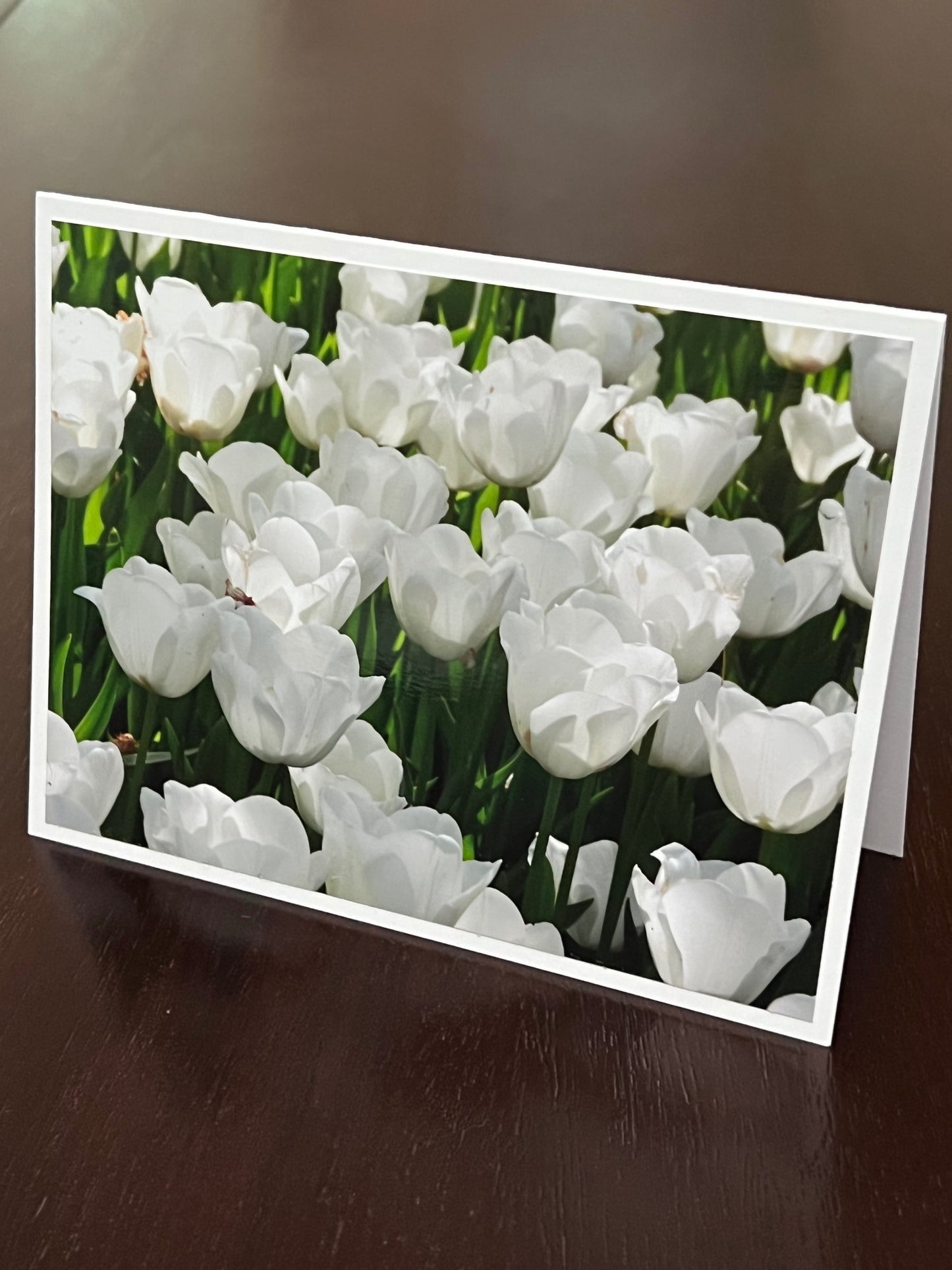Delicate white tulips