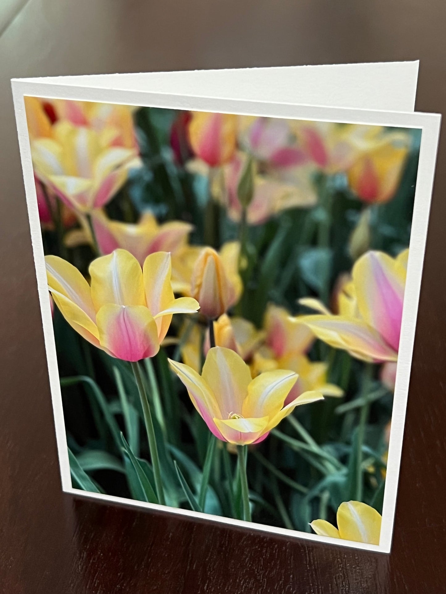 Yellow tulips with a splash of pink