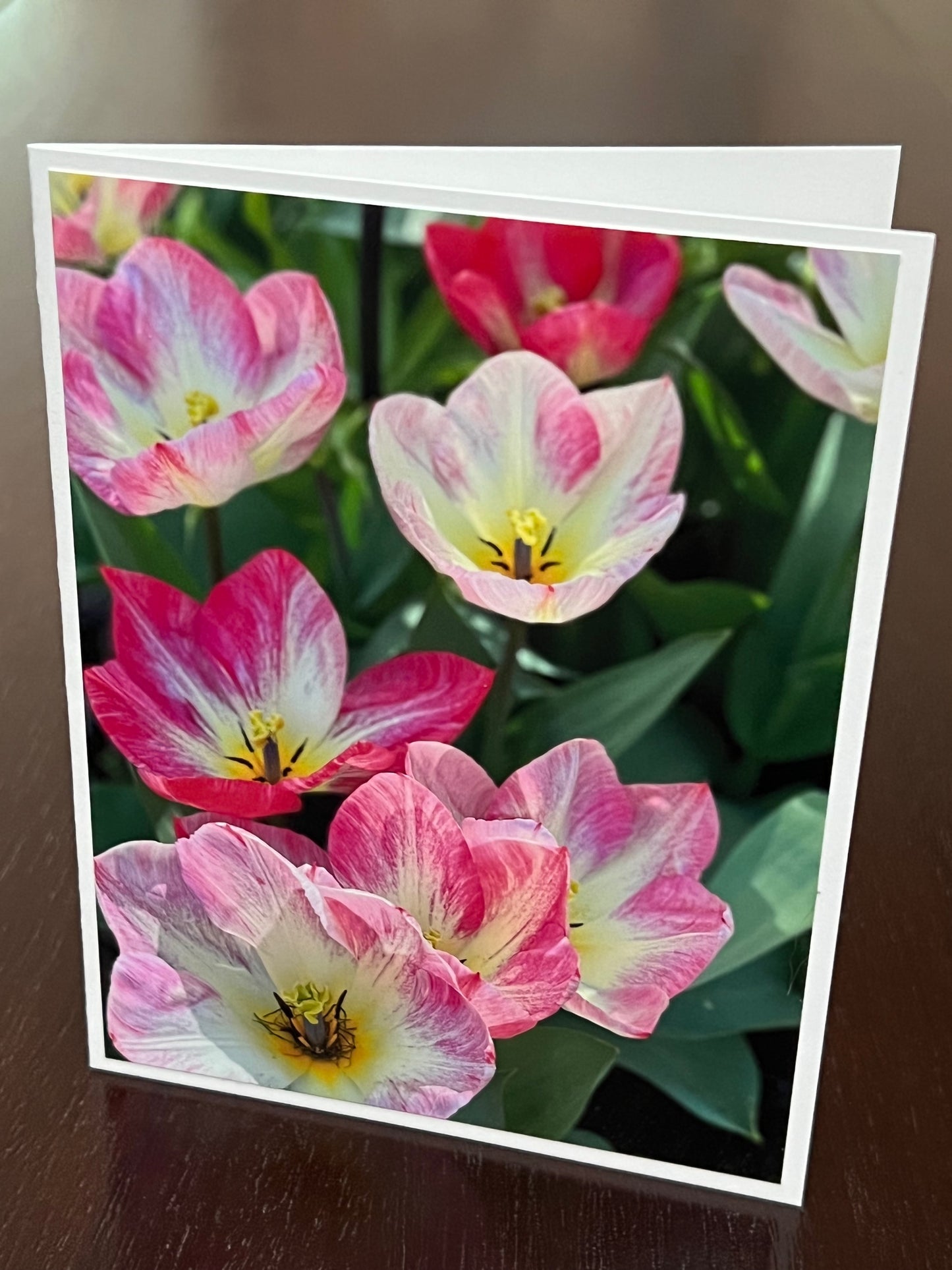 Stunning pink tulips