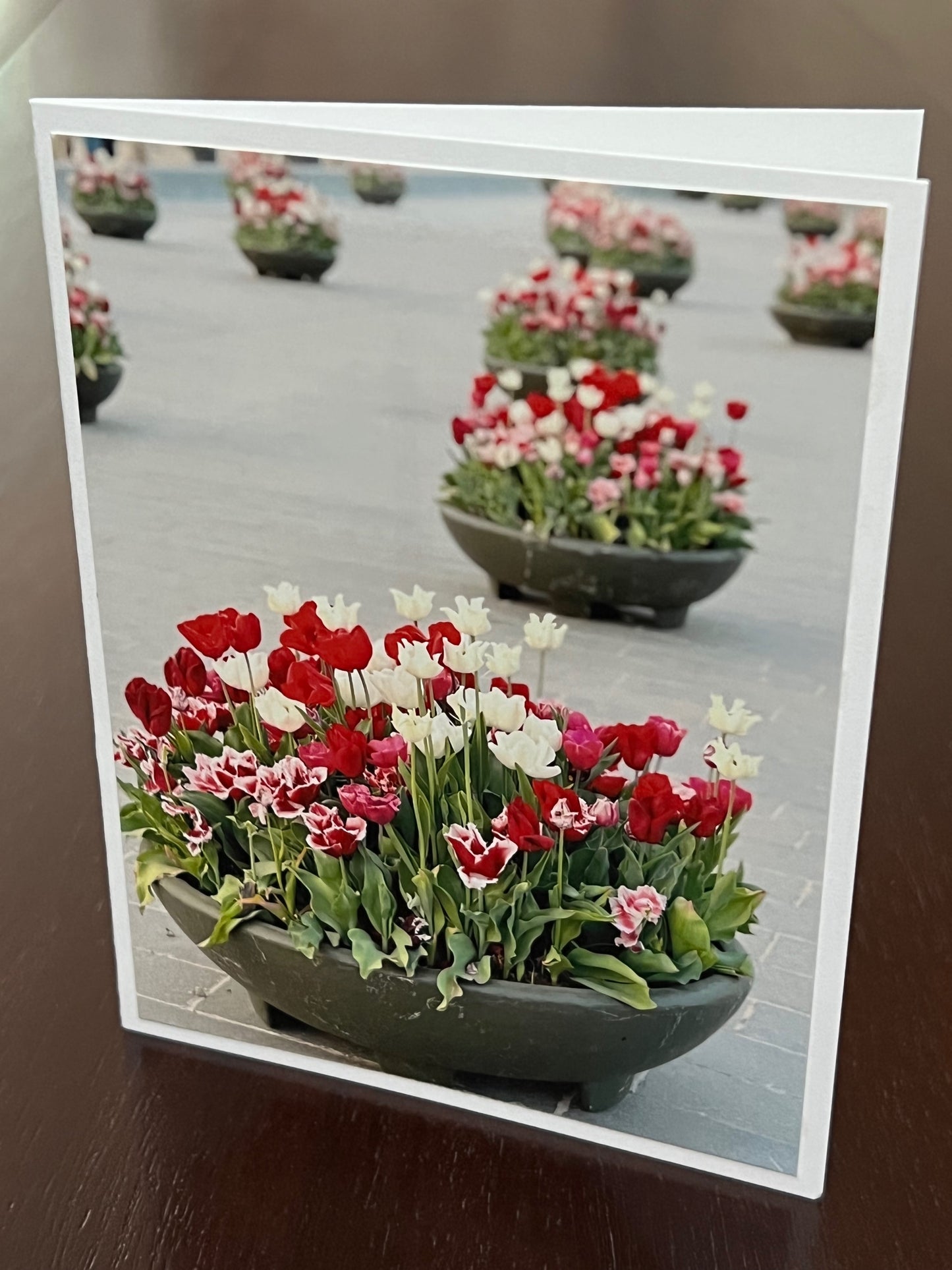 Pots and pots of tulips