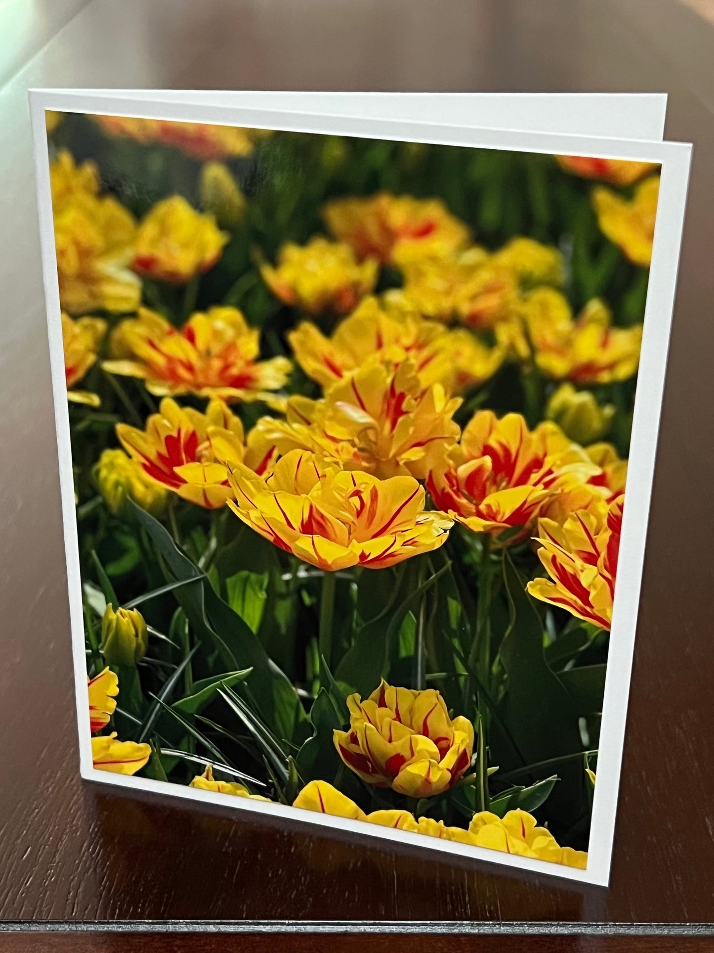Yellow tulips with splash of red
