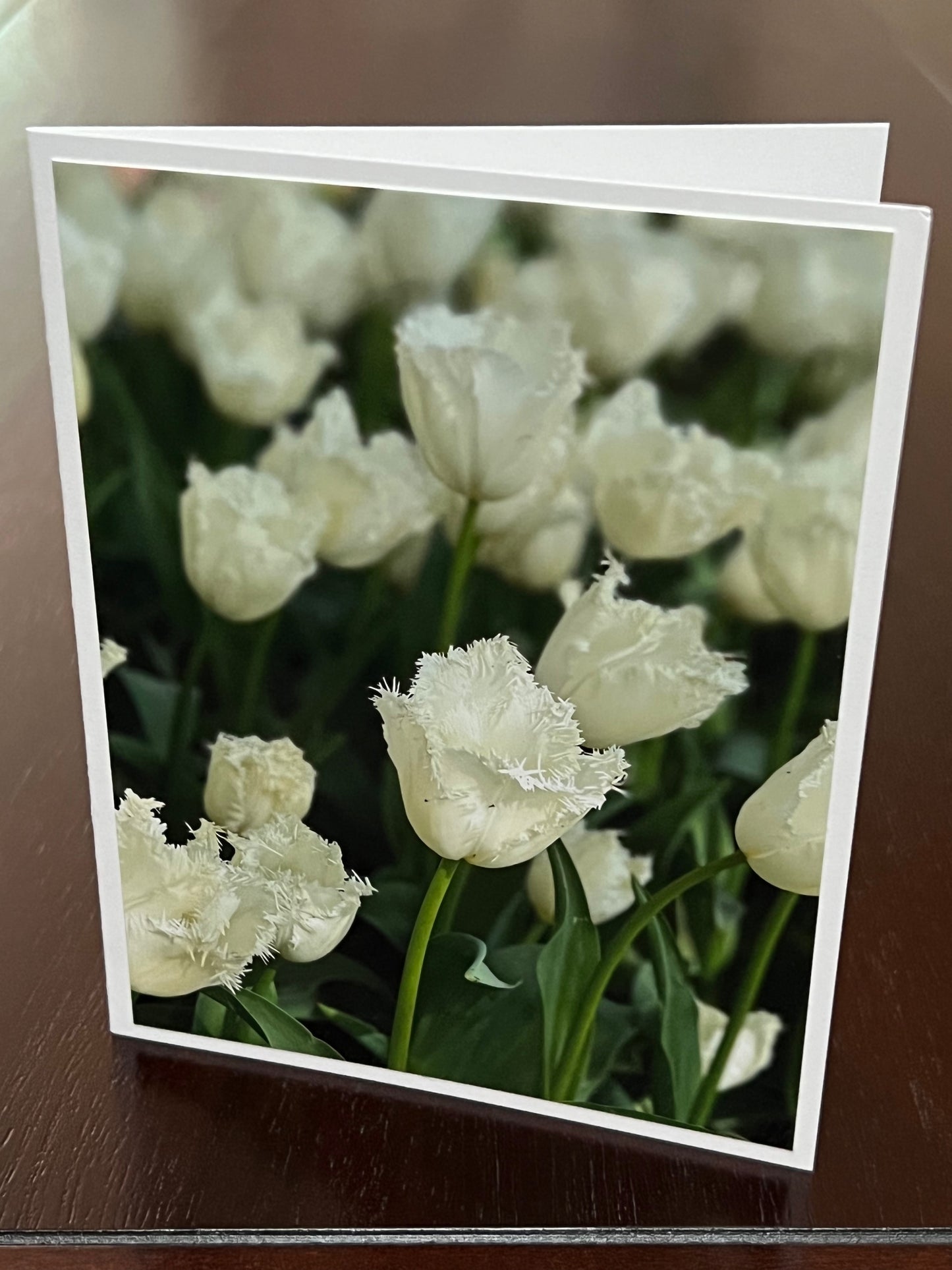 Frayed white tulips