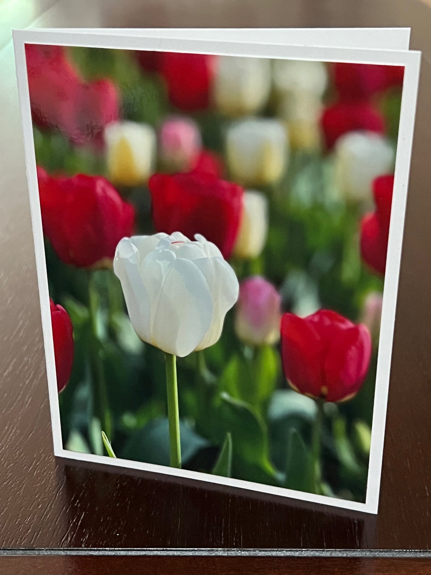 White tulip in the red