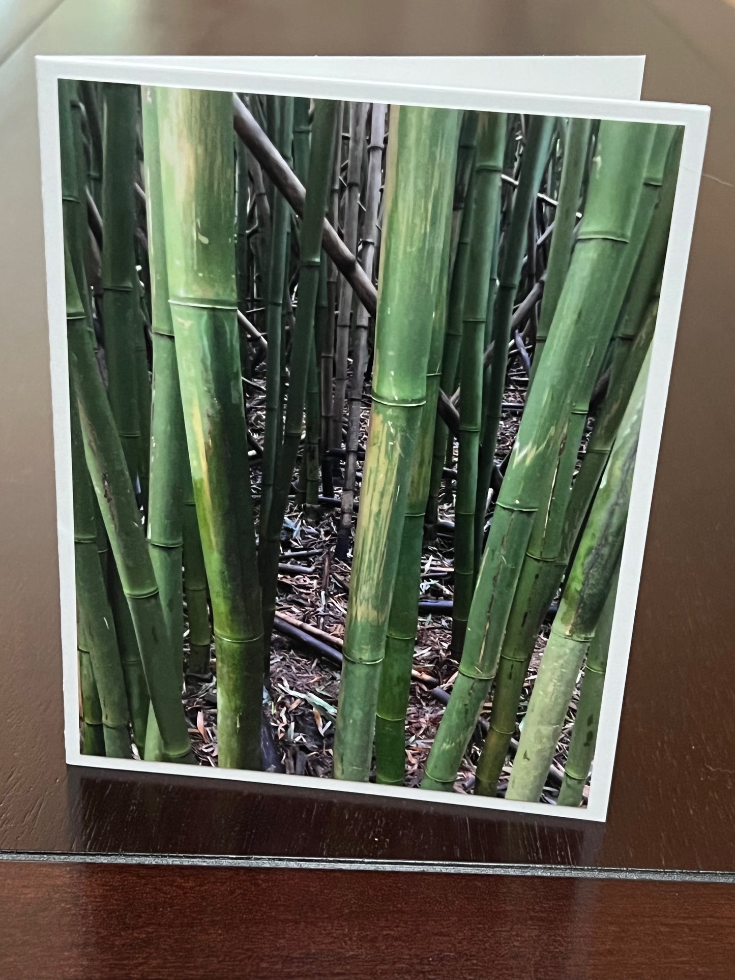 Bamboo forest