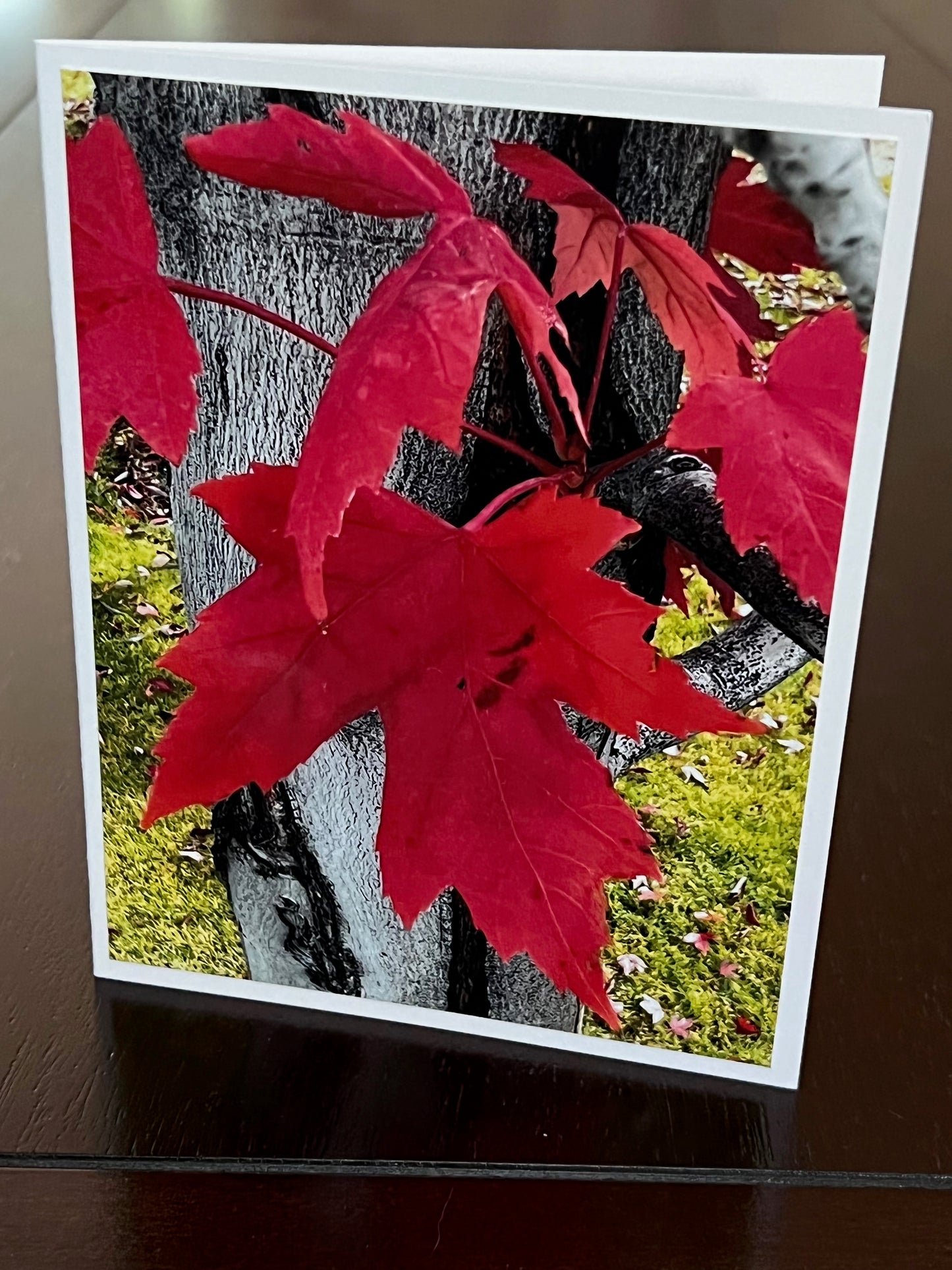 Red leaf maple