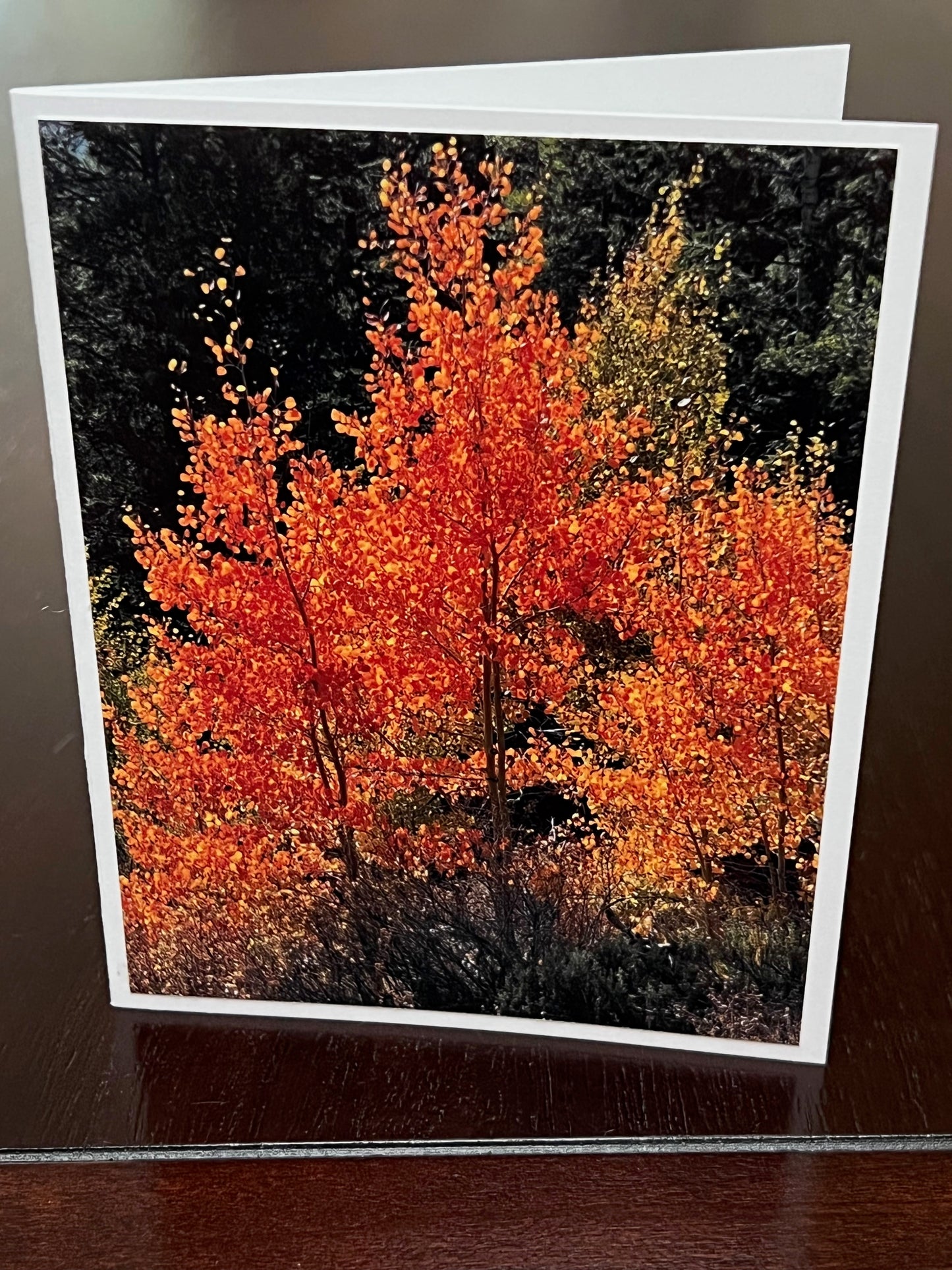 Bright orange aspens