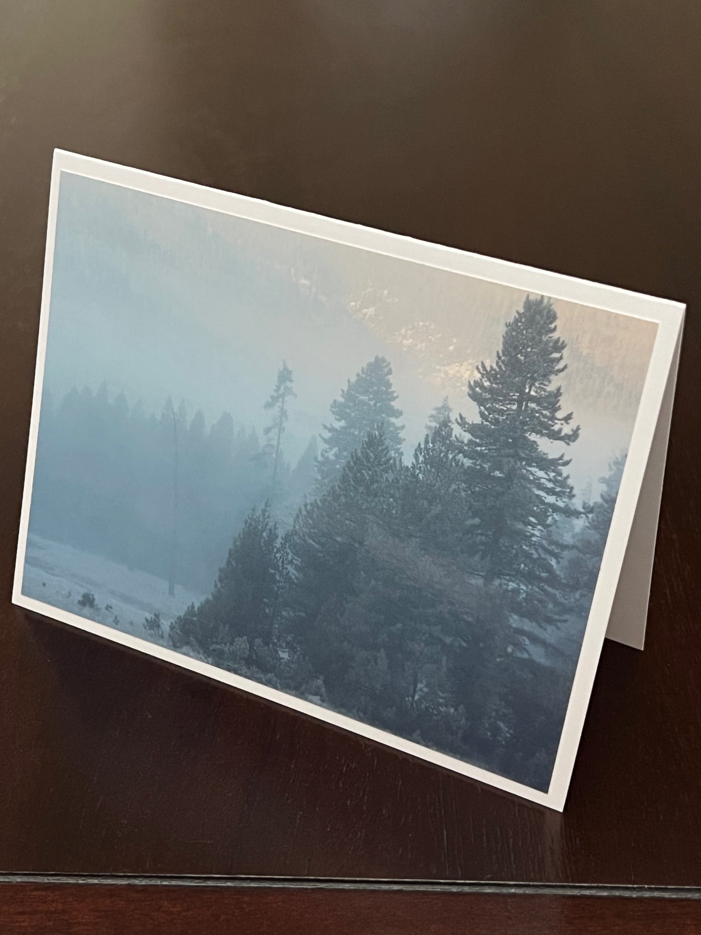 Misty morning pine forest