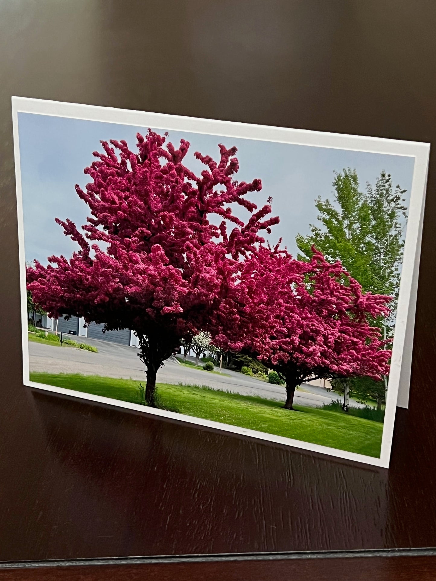 Pink flowering crabapple 2