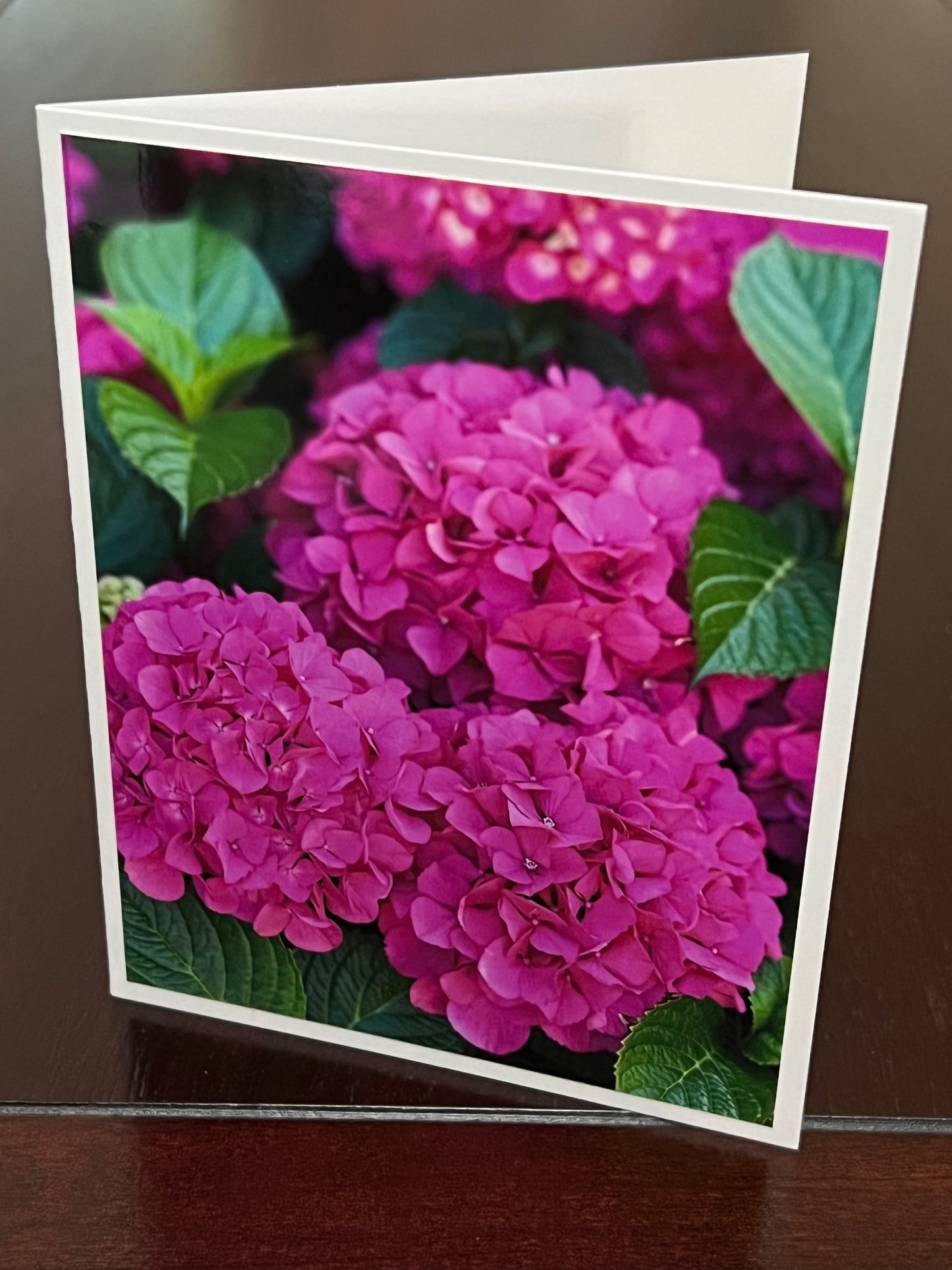 Bright pink hydrangea