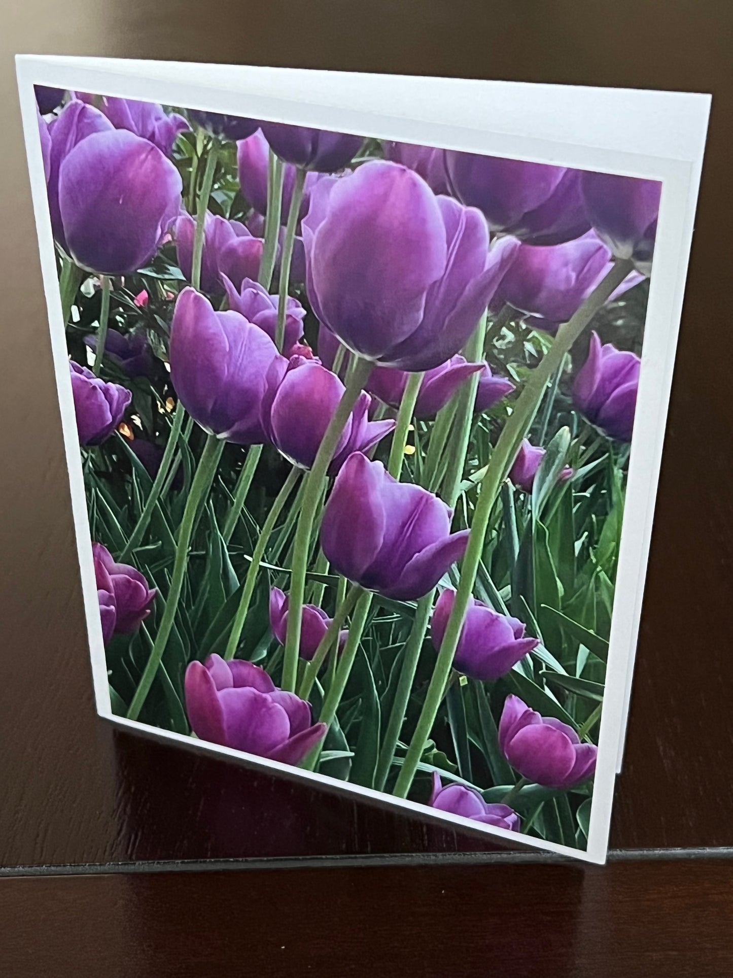 Purple tulips