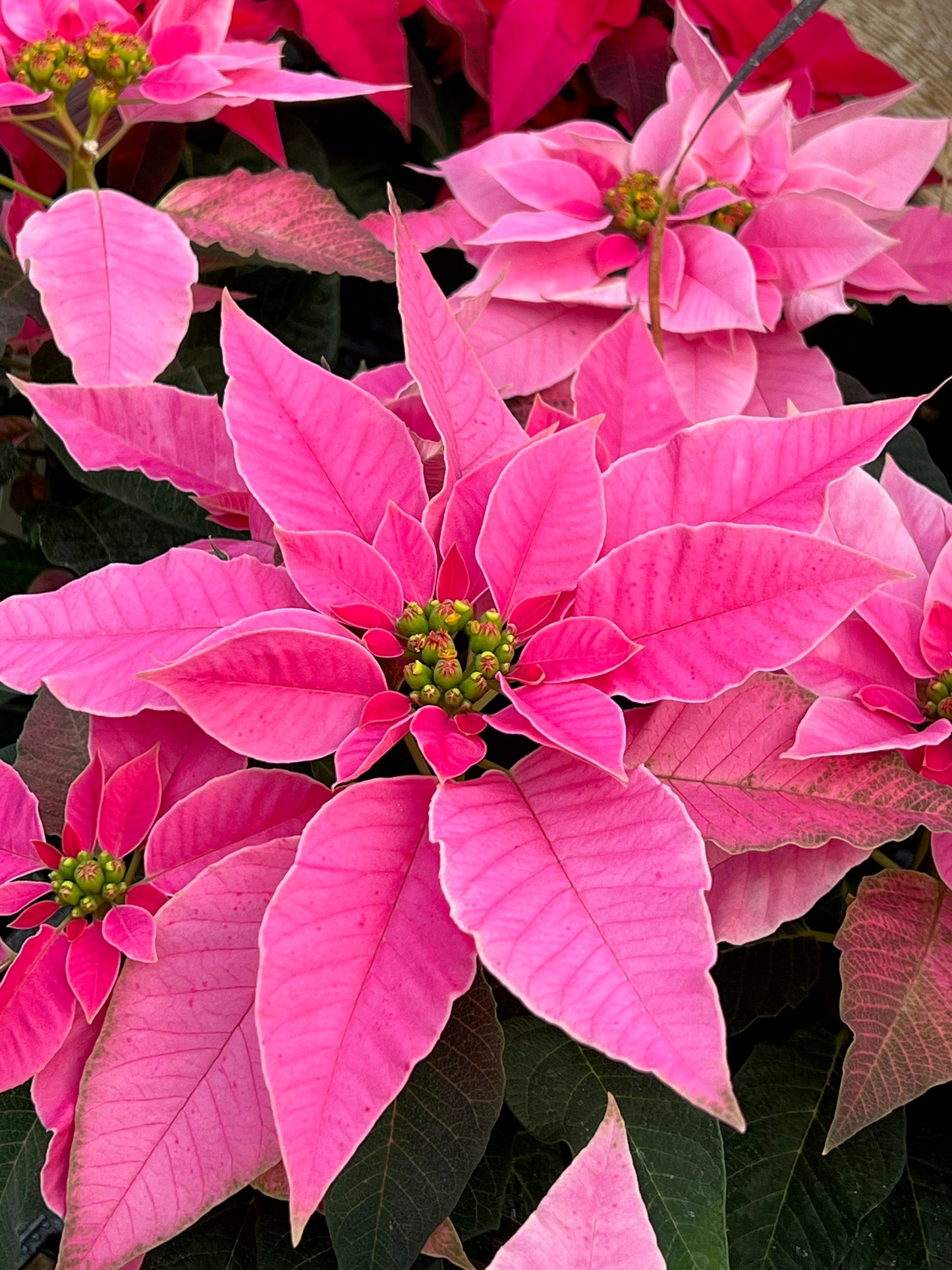 Poinsettia 4