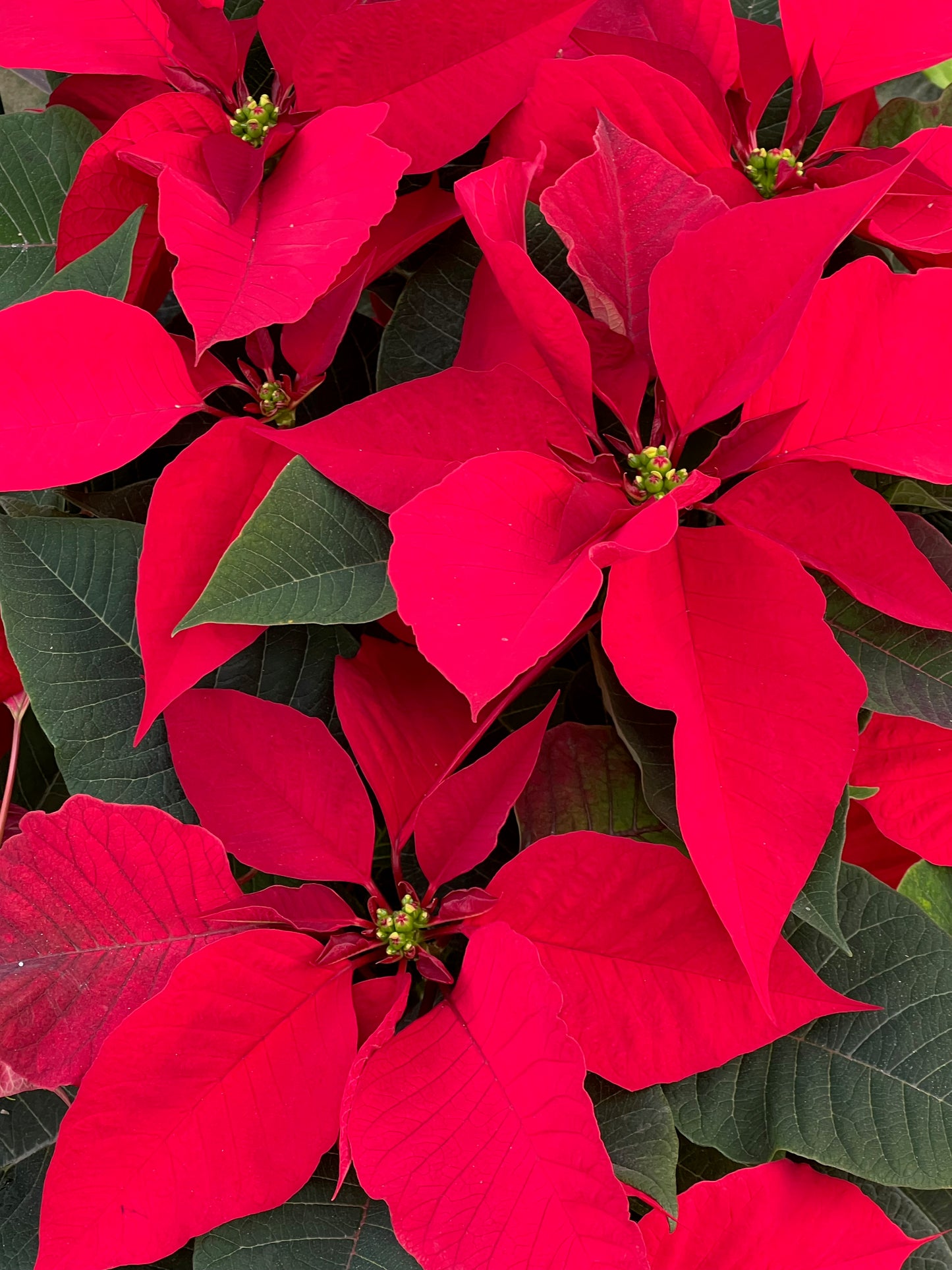 Poinsettia