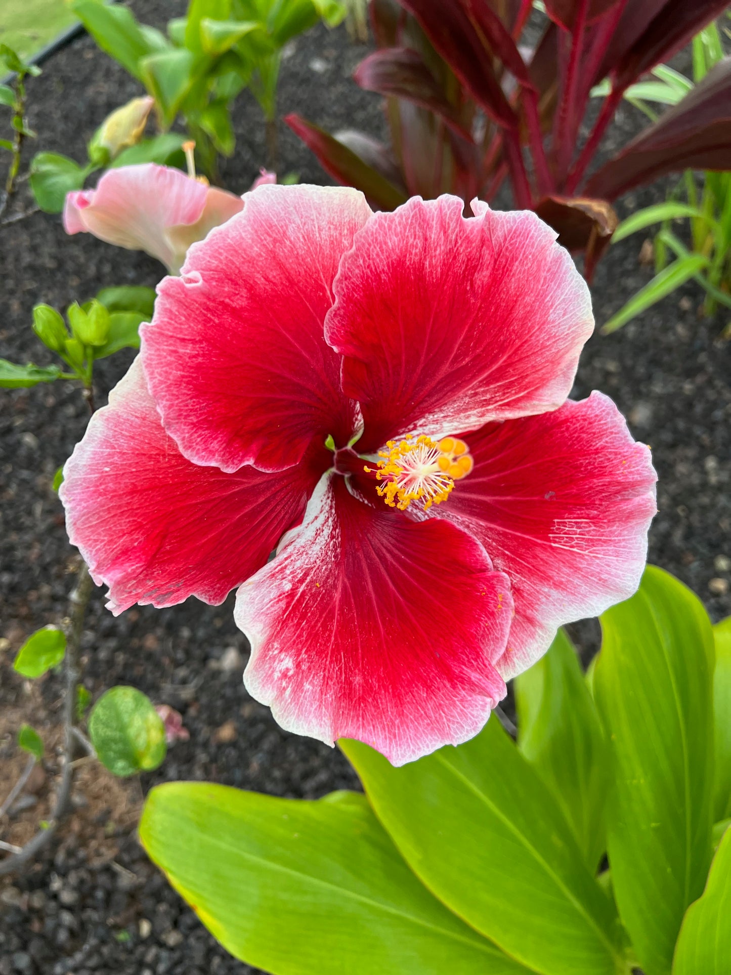 White tipped red hibiscus