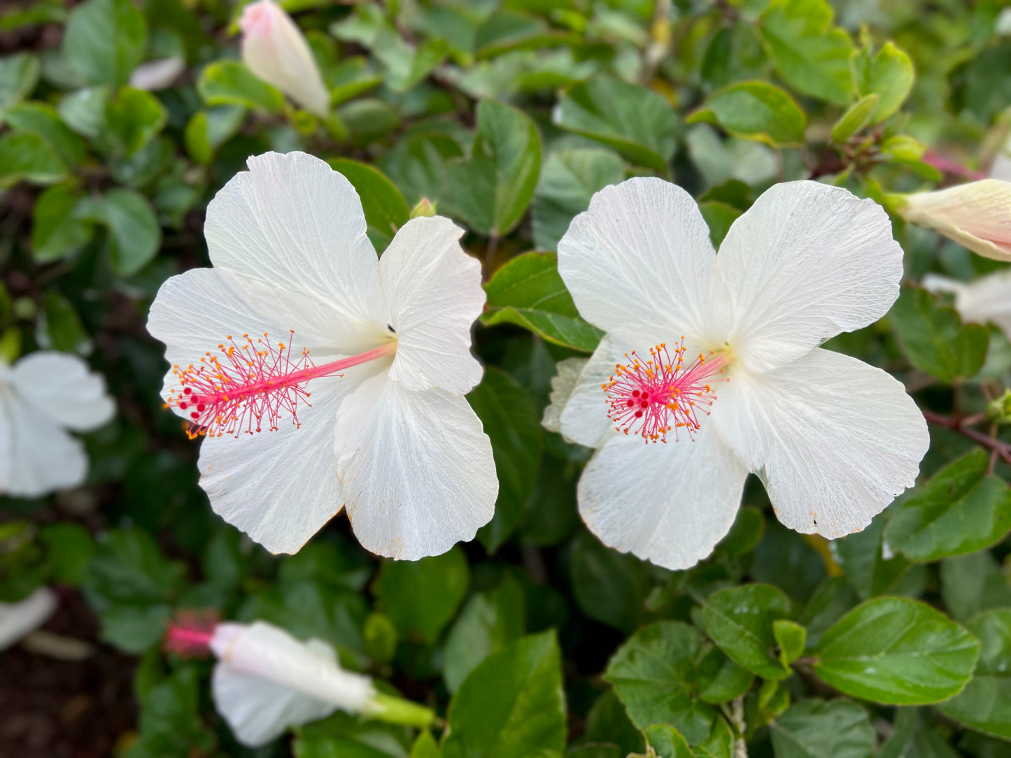 White hibiscus 2