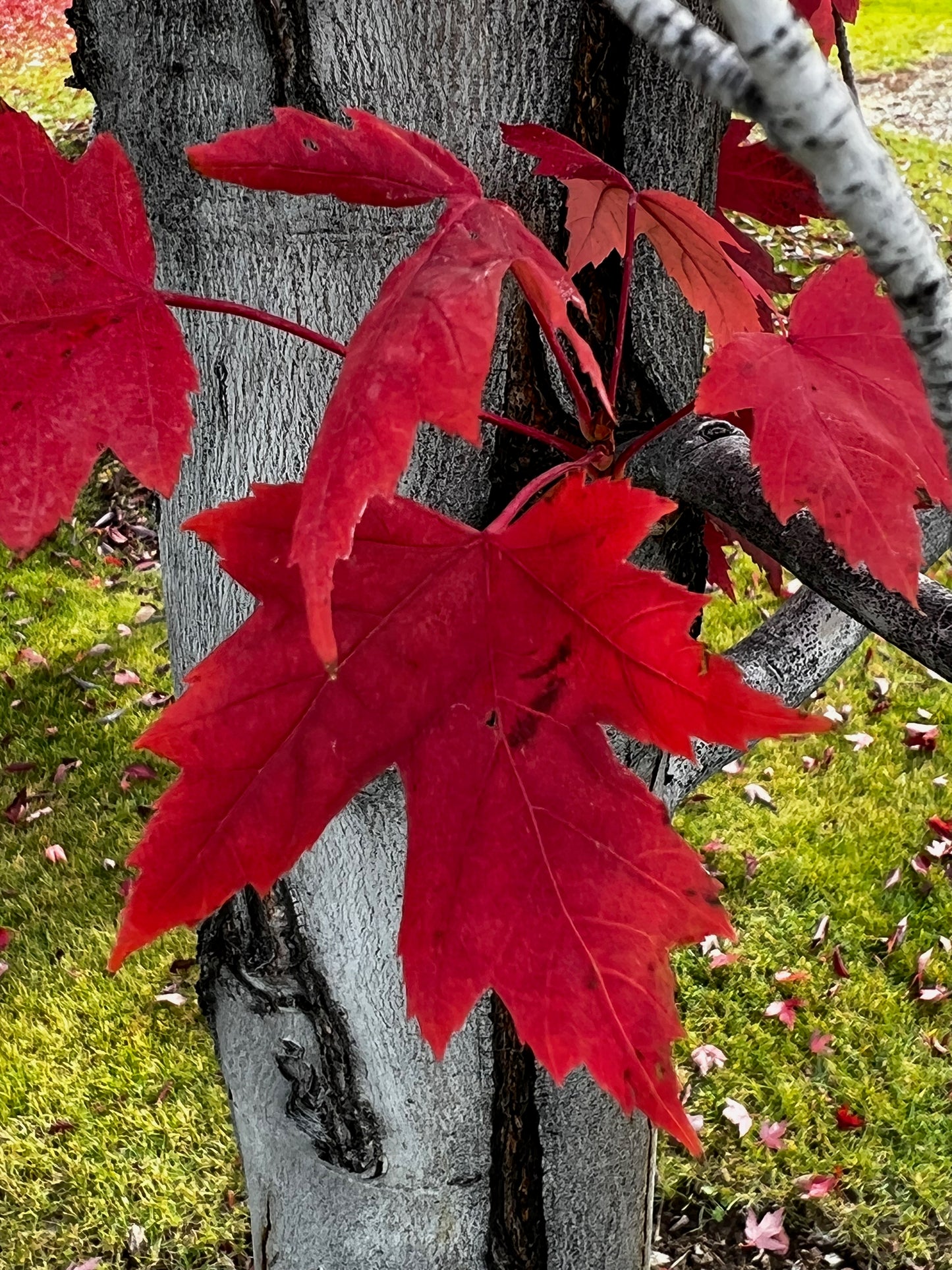 Red leaf maple