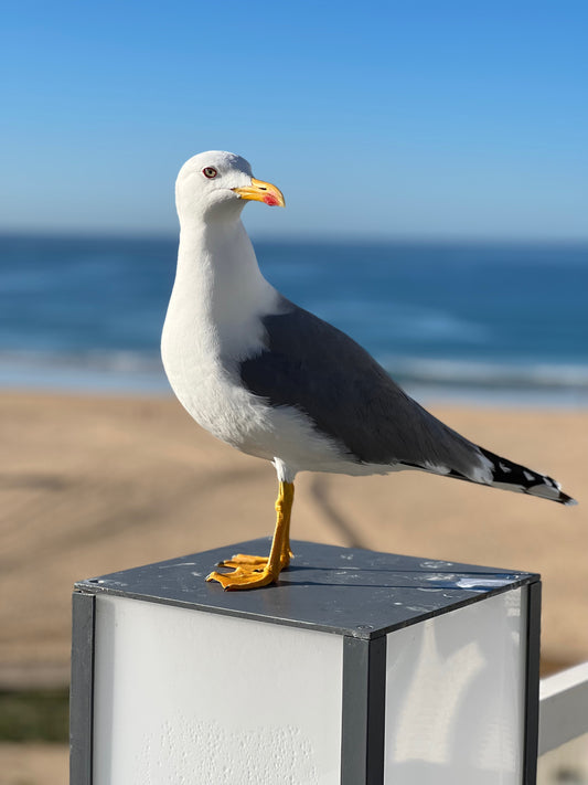 Seagull