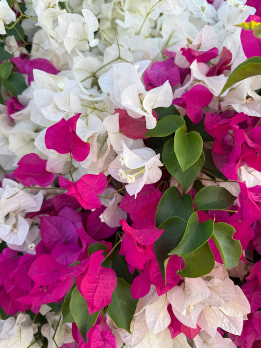 bougainvillea