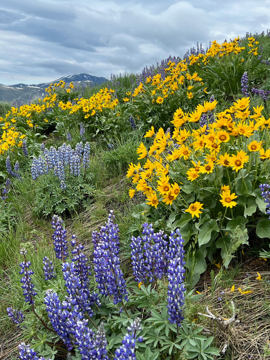 Fields in bloom 2